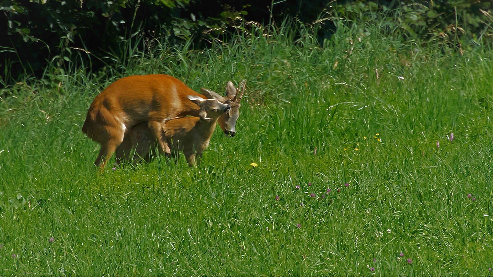 Roe Deer in Love