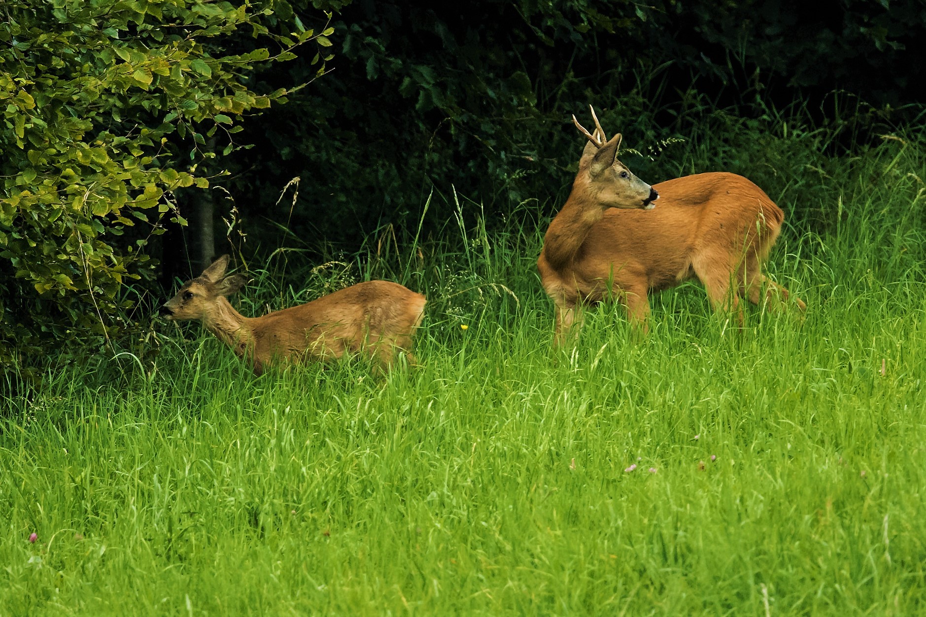 Roe Deer in Love