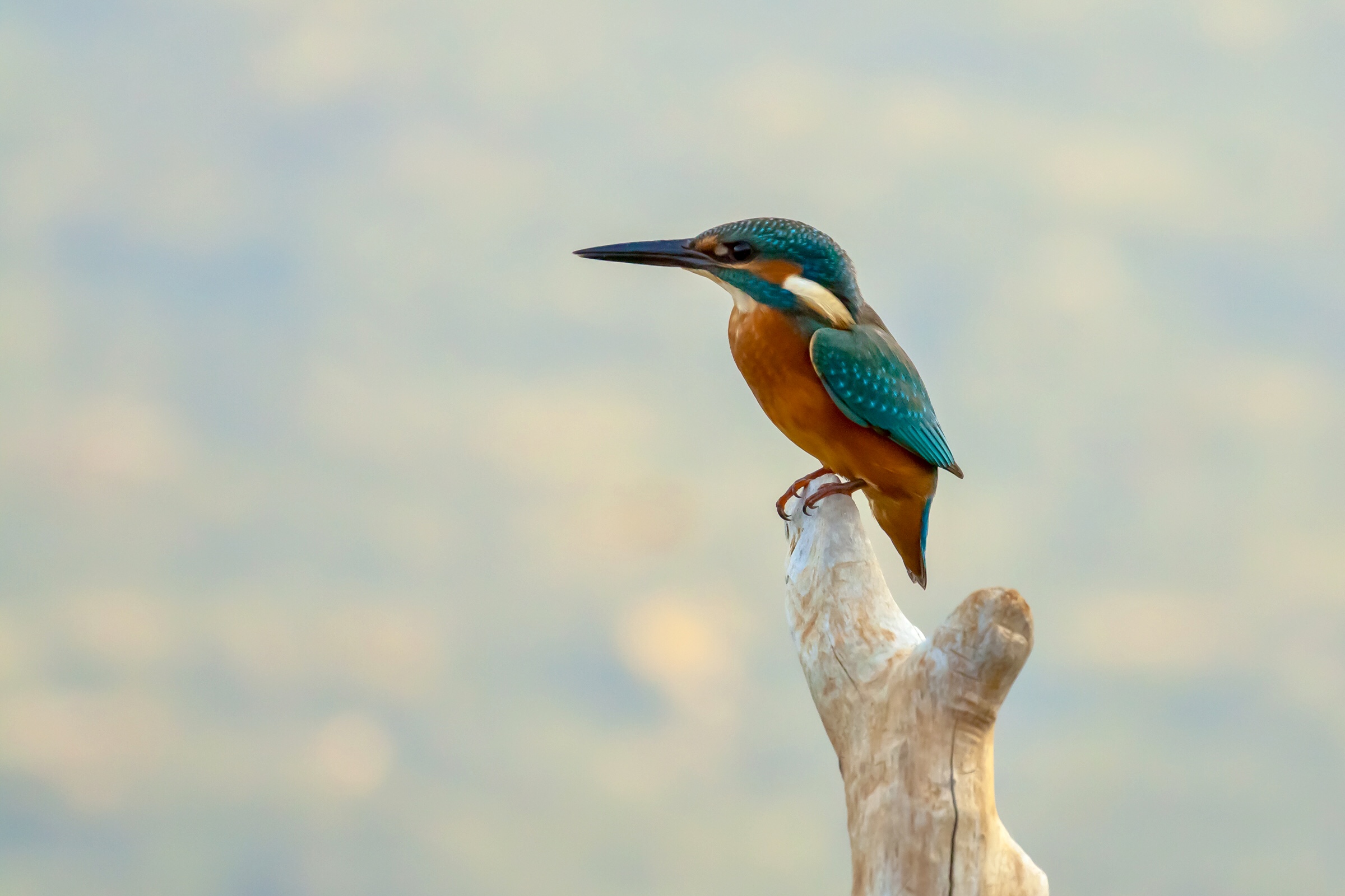 Kingfisher