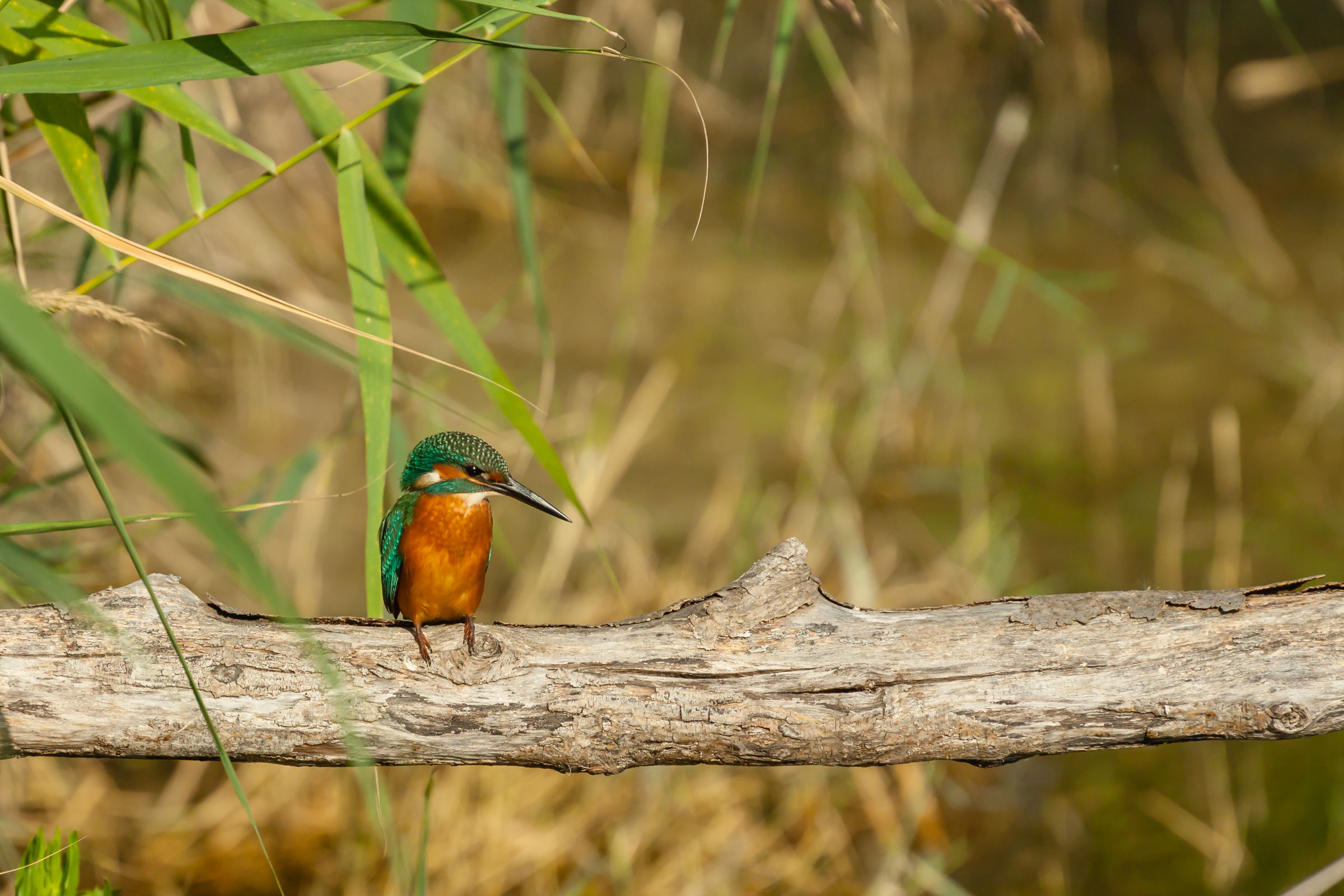 Kingfisher