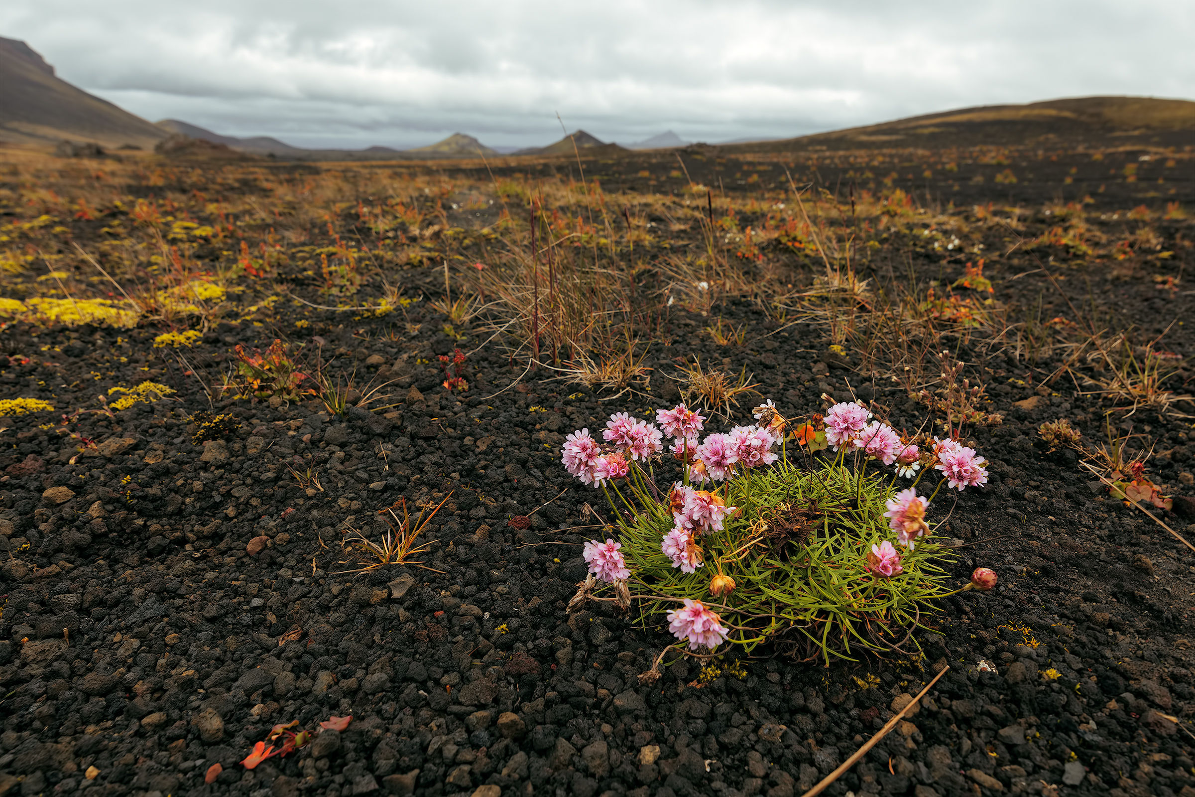 Icelandic flowers.