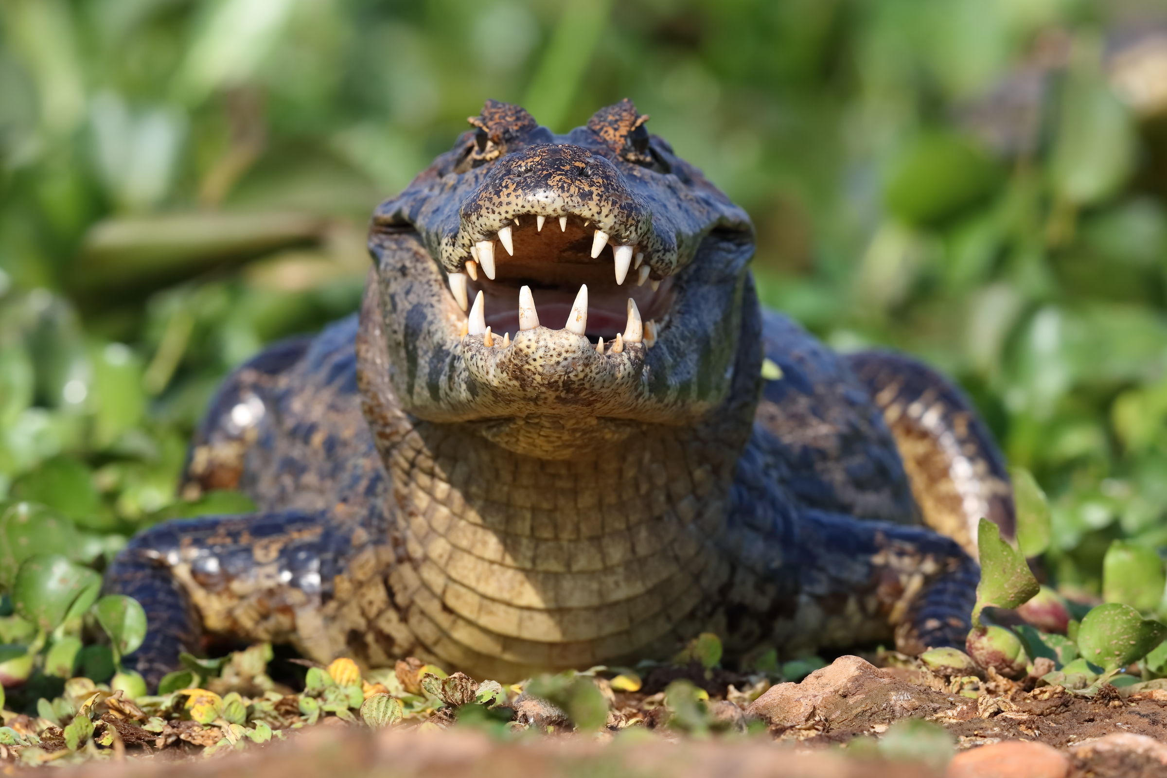 In the wilderness...