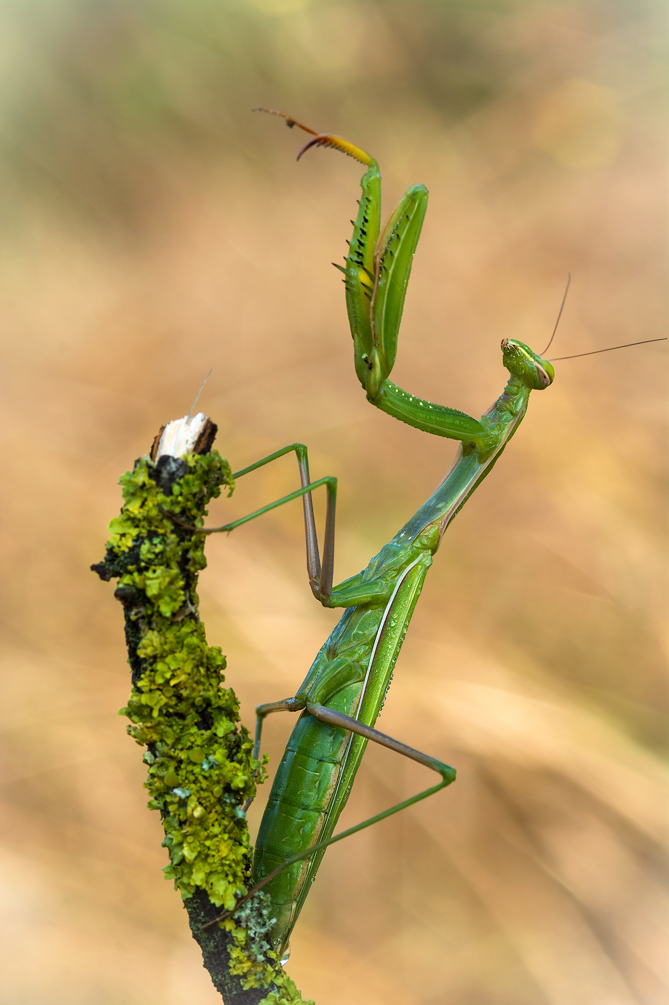 Praying mantis