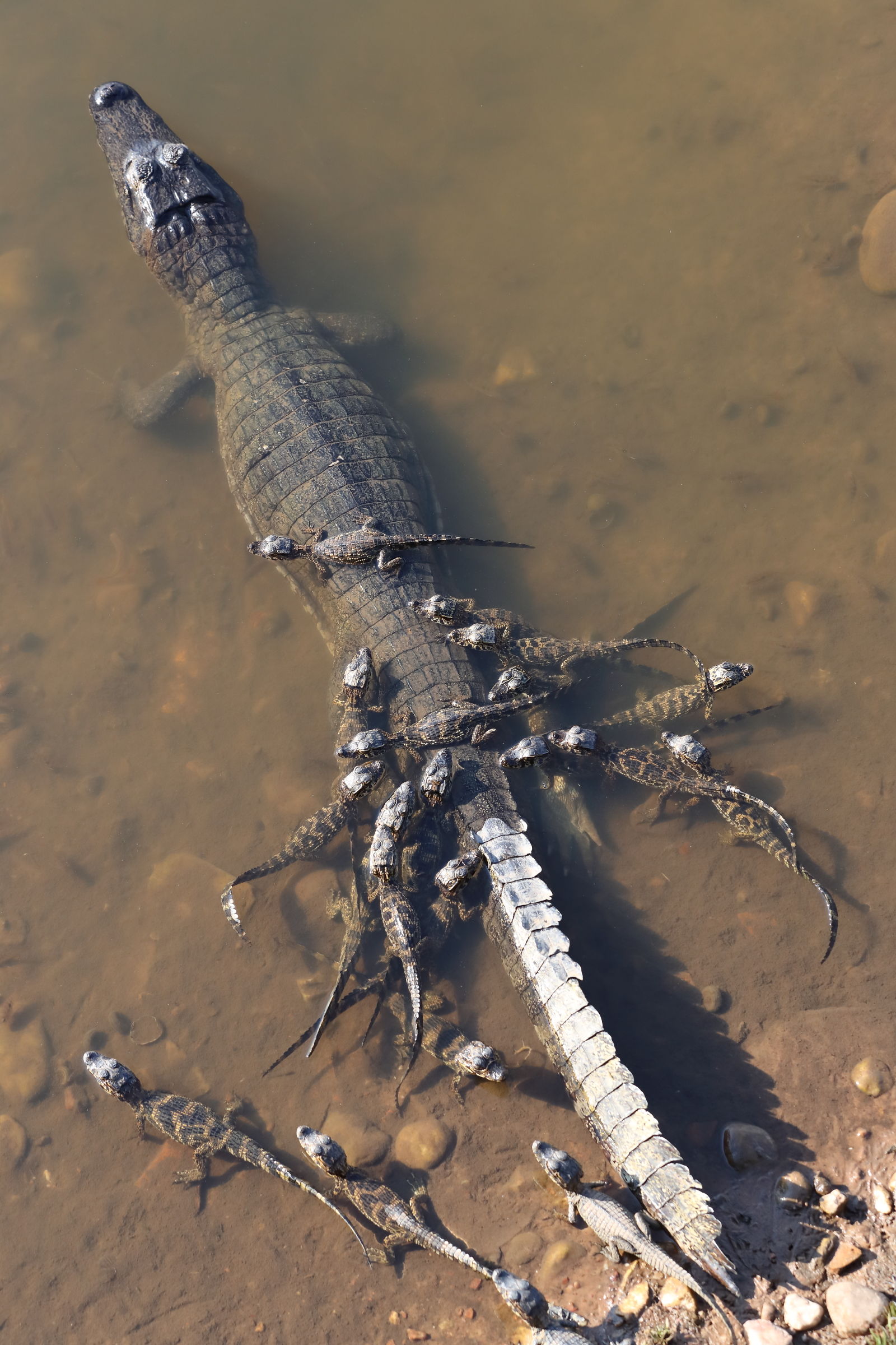 In swamp with Mommy...