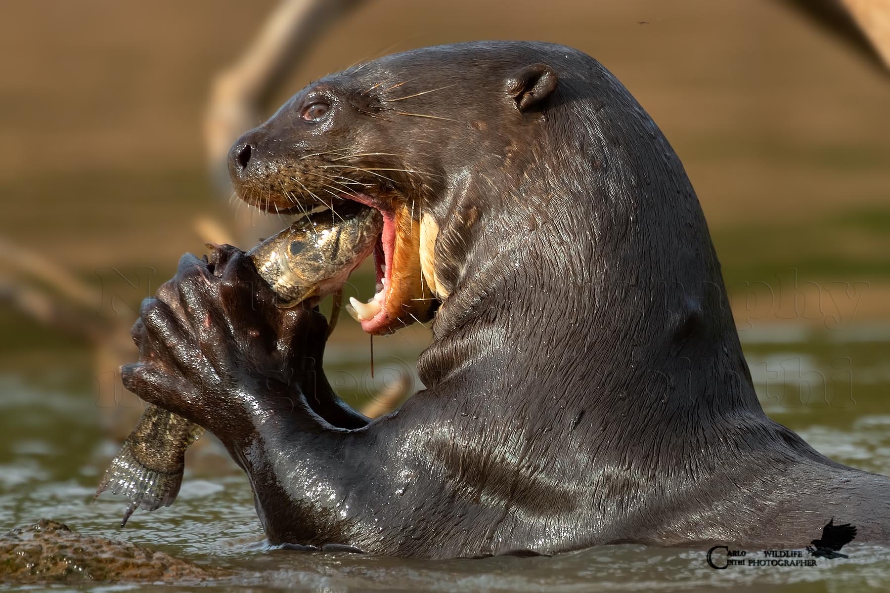 Lontra gigante - Pantanal