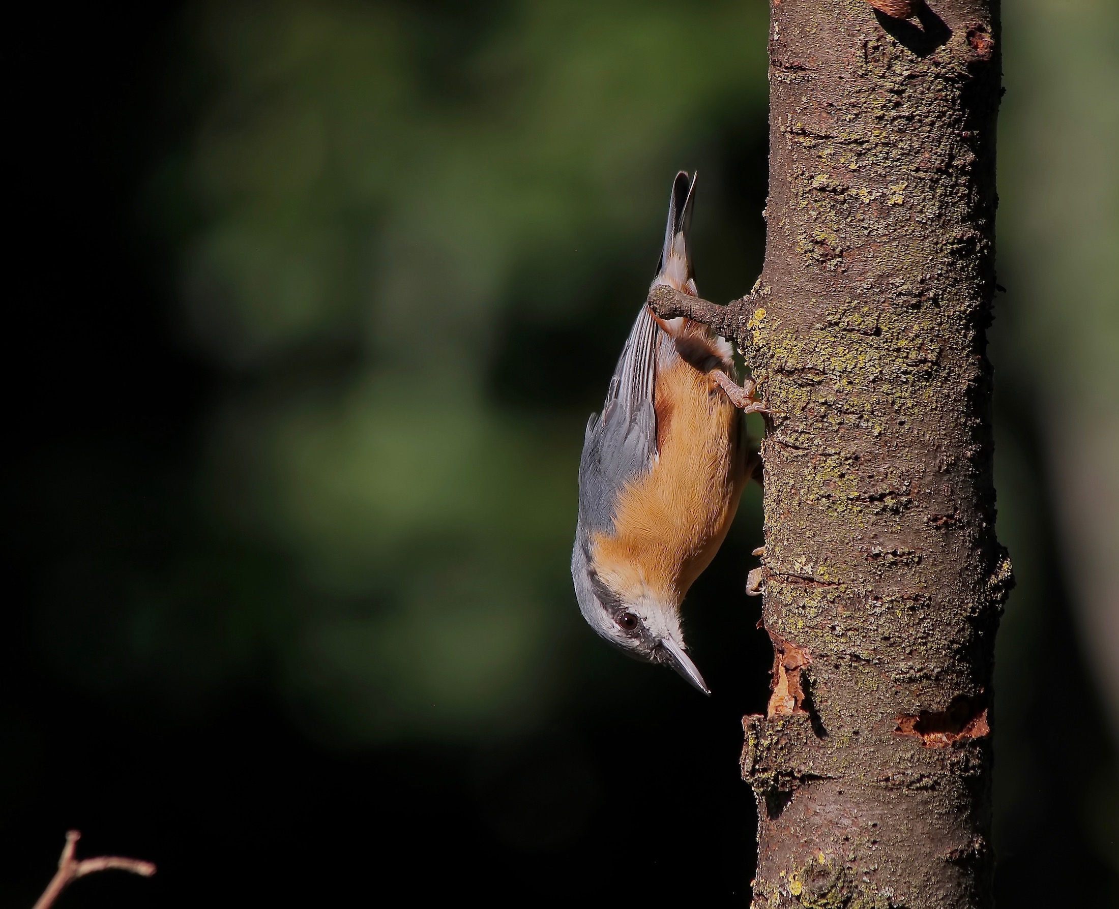 Nuthatch