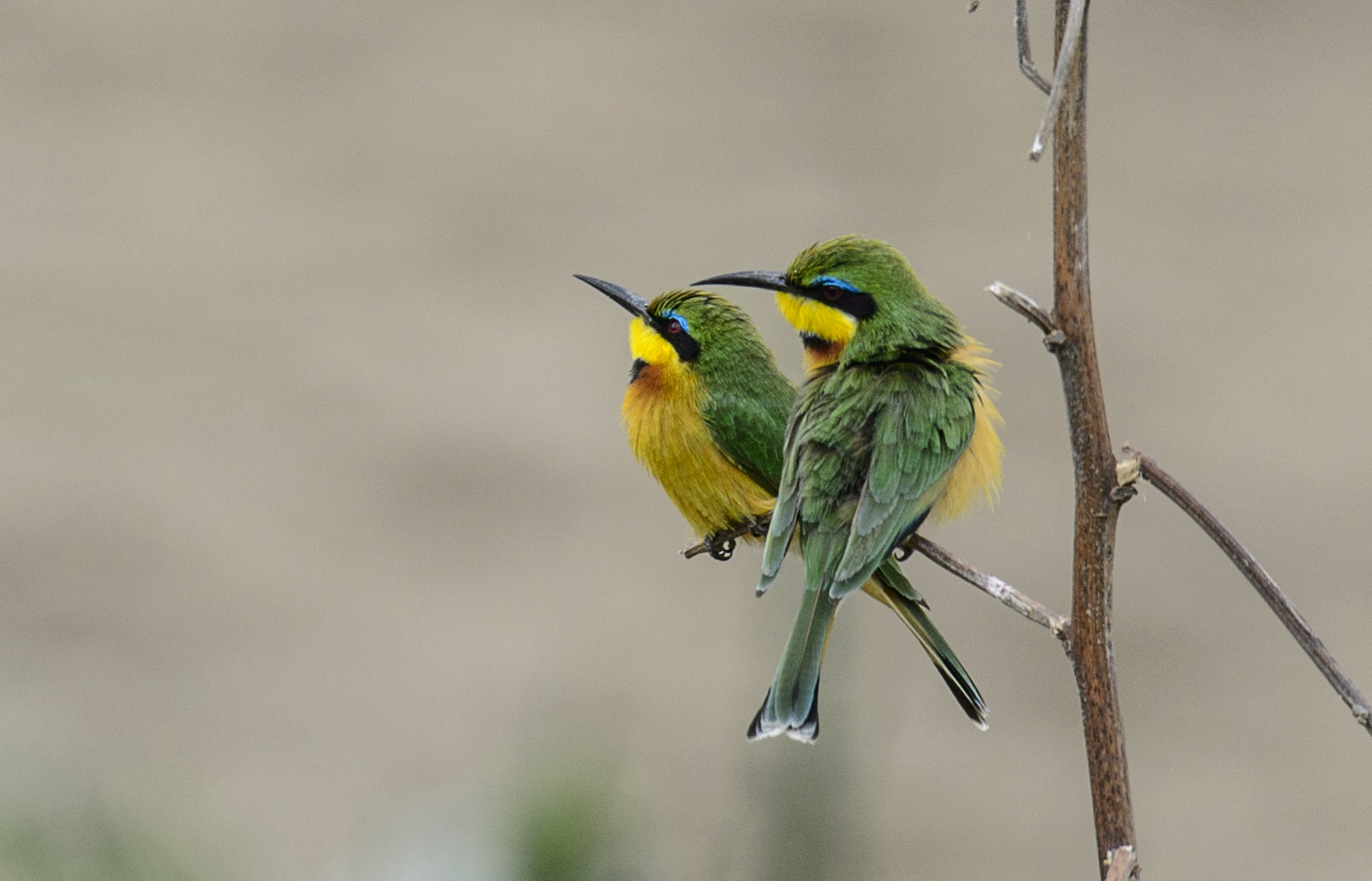 Pettocanin Bee-Eater.... Tarangire National Park