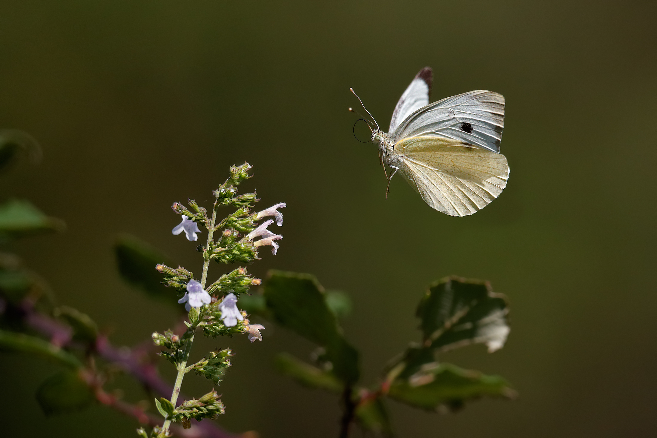 Cauaia in flight