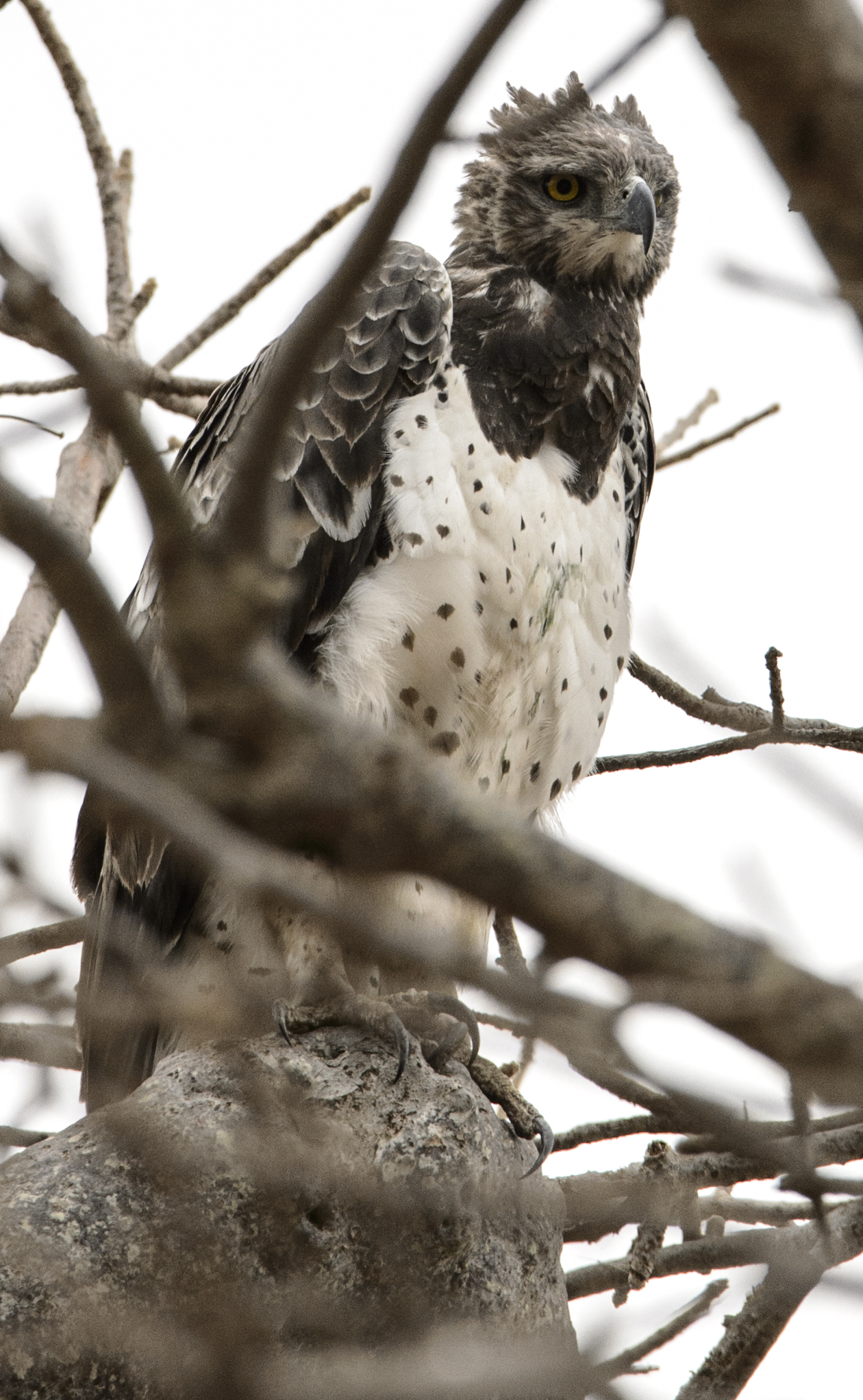 Martial Eagle