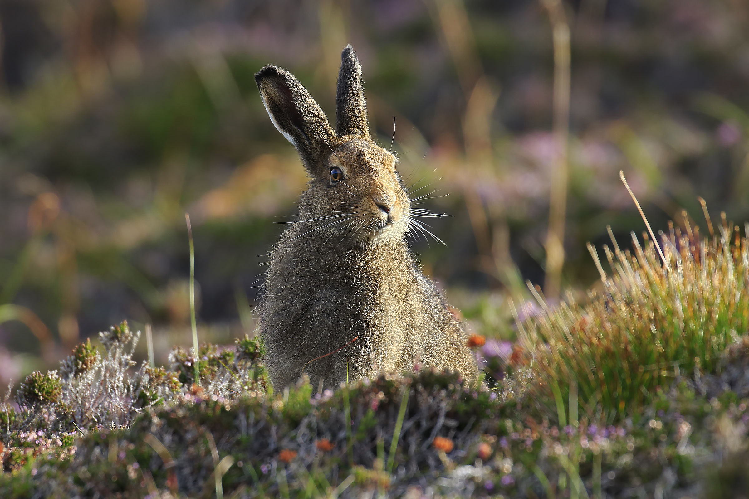 Variable Hare