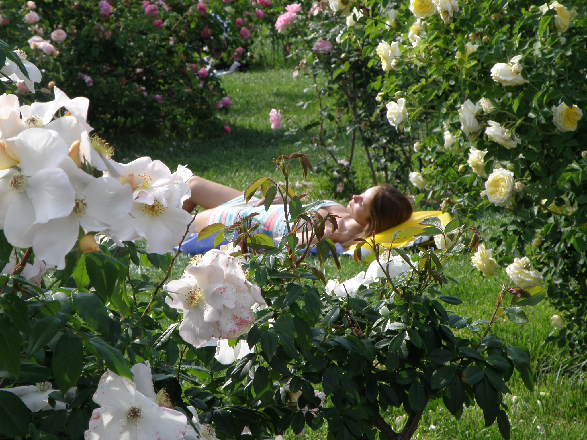 The Beautiful Among the roses