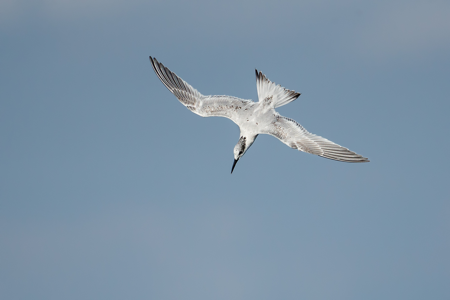 Sandwich Tern
