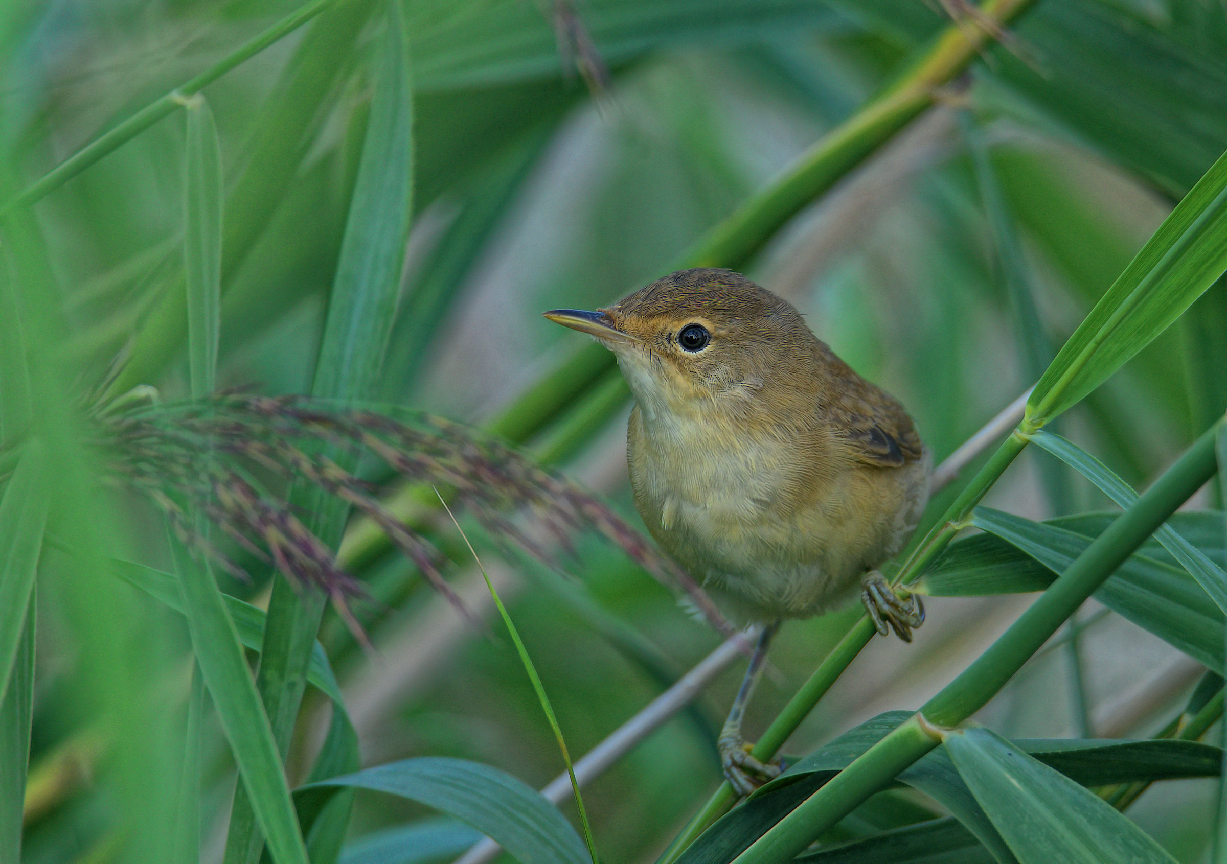 Reed Warbler