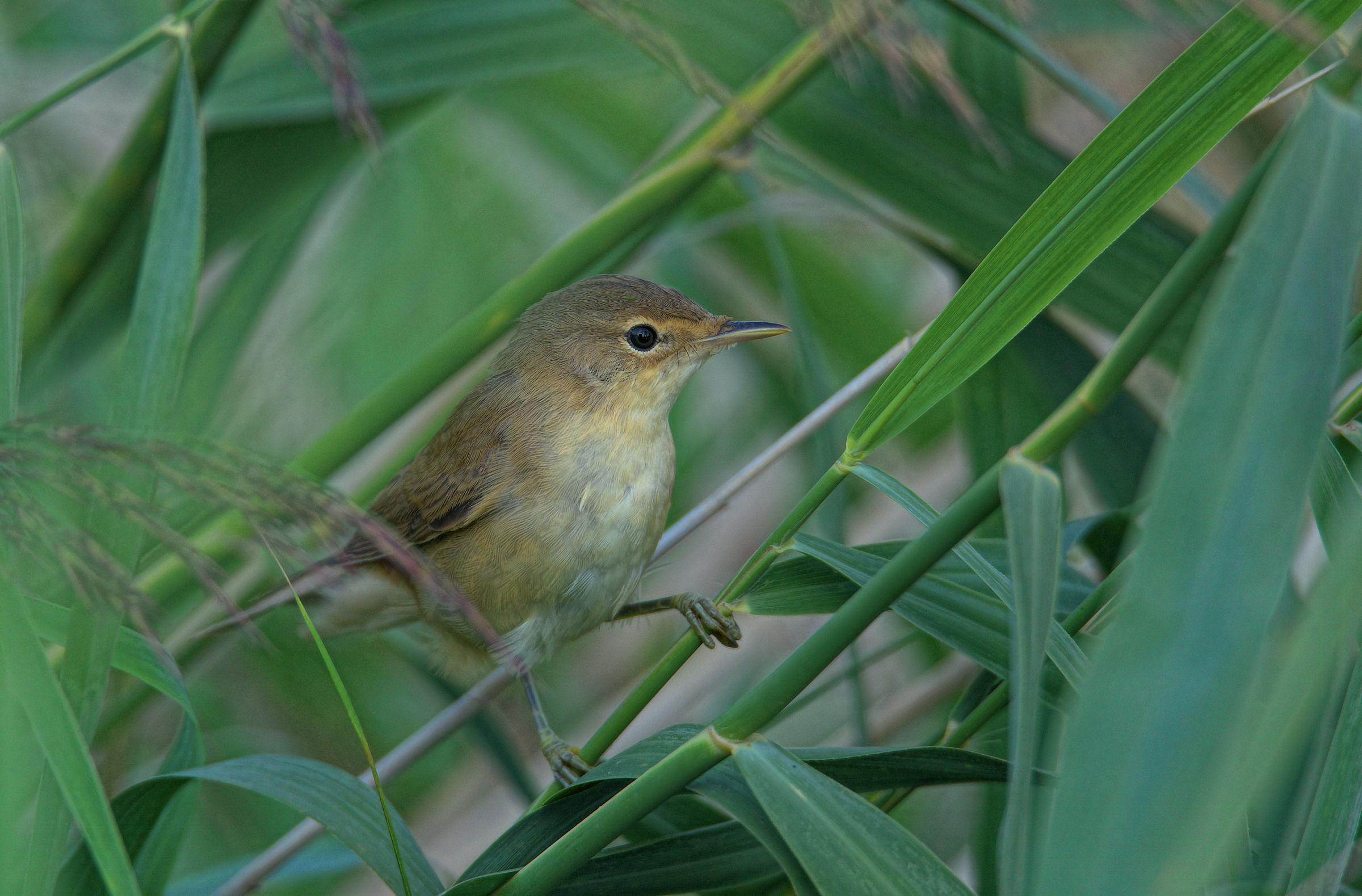 Reed Warbler