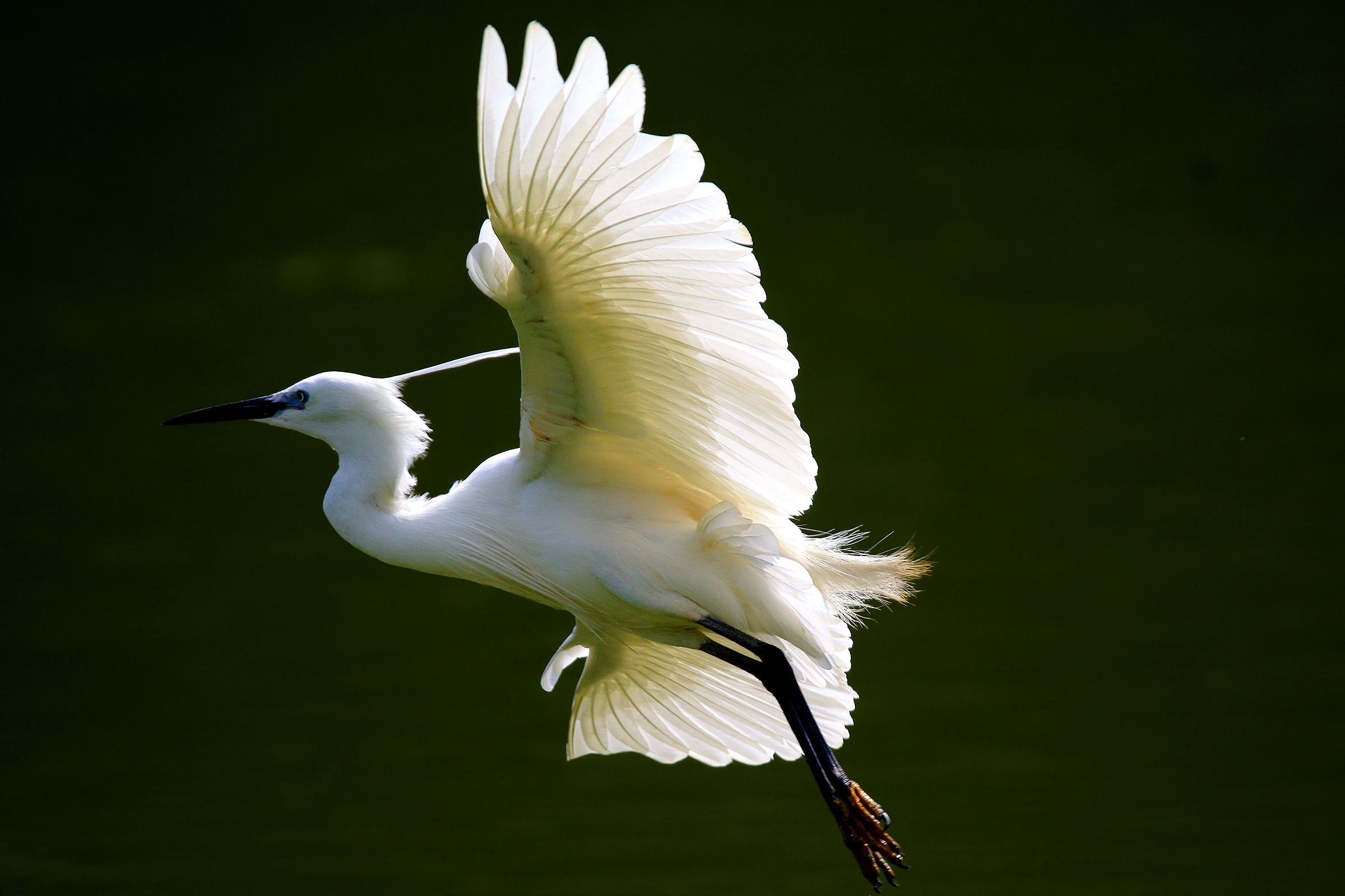 Egret