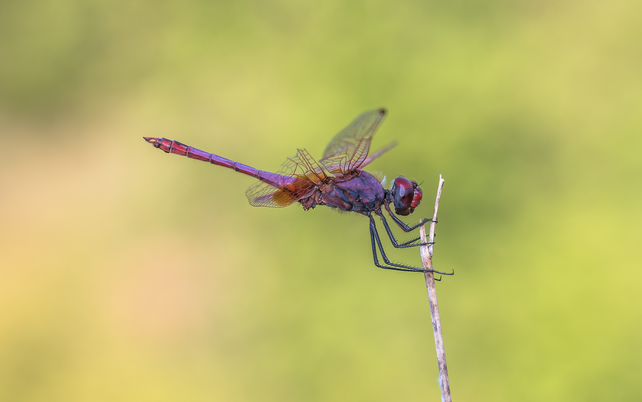 Trithemis annulata