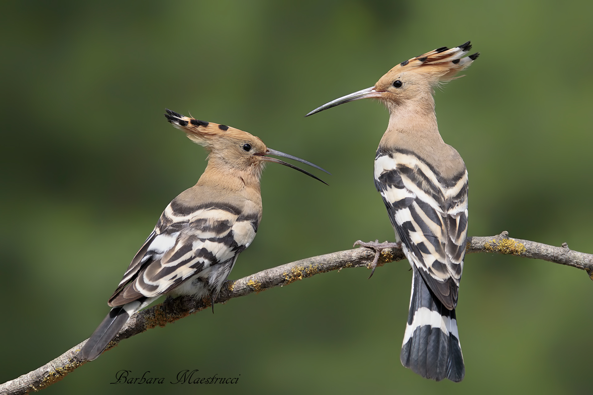 The most beautiful couple in the world...