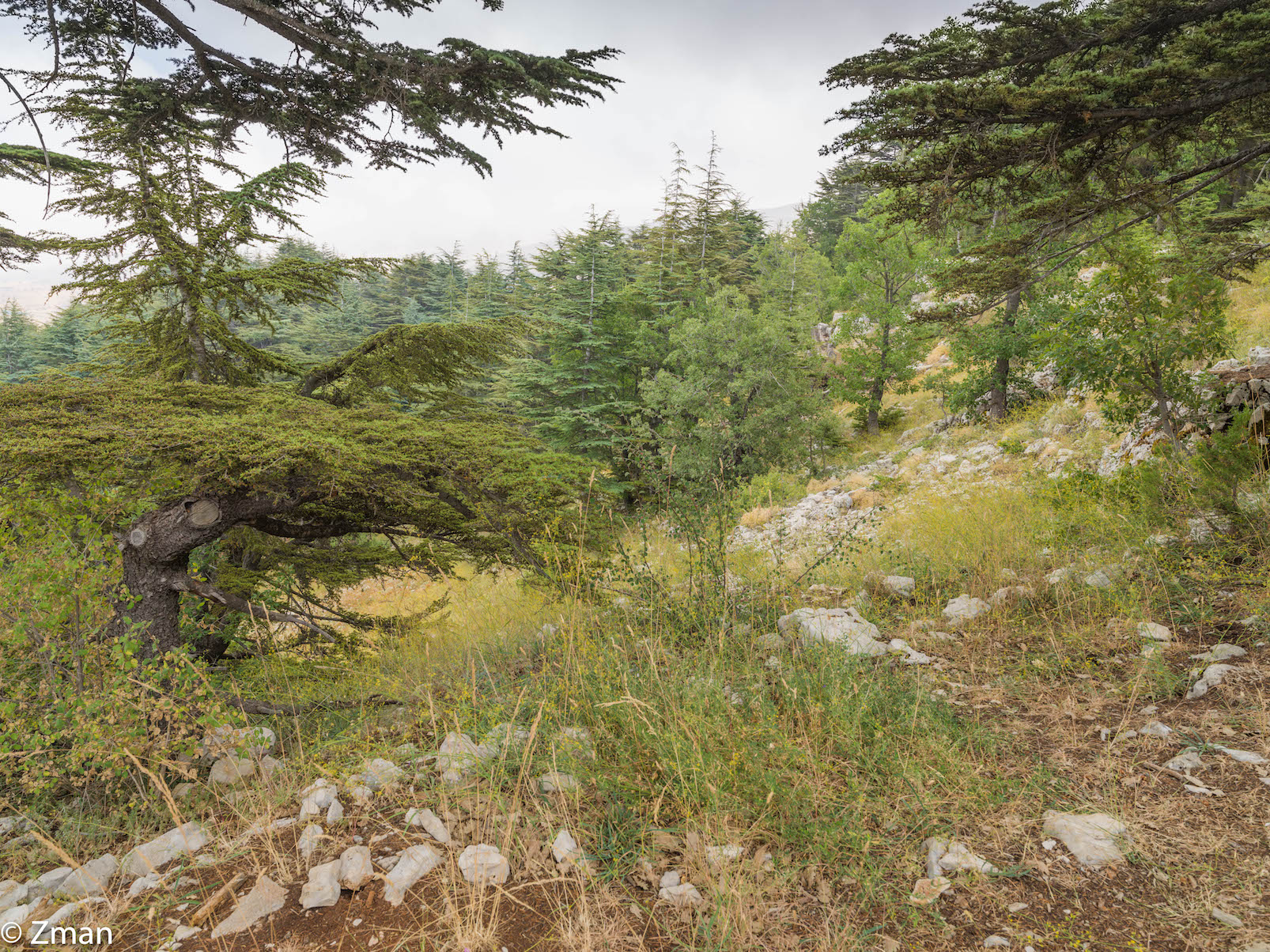 Tanourin Cedars
