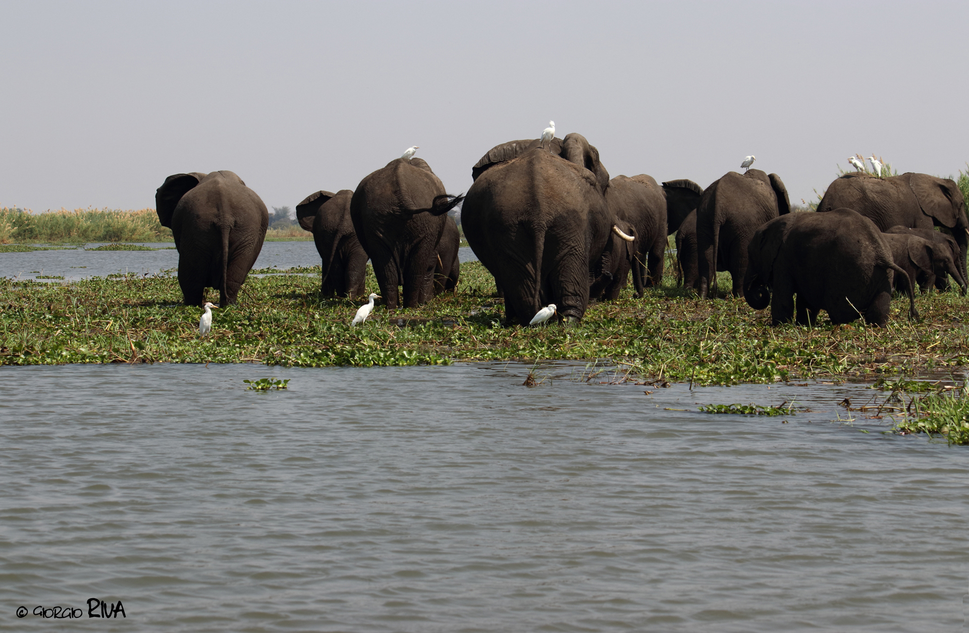 Elefanti di spalle in Malawi