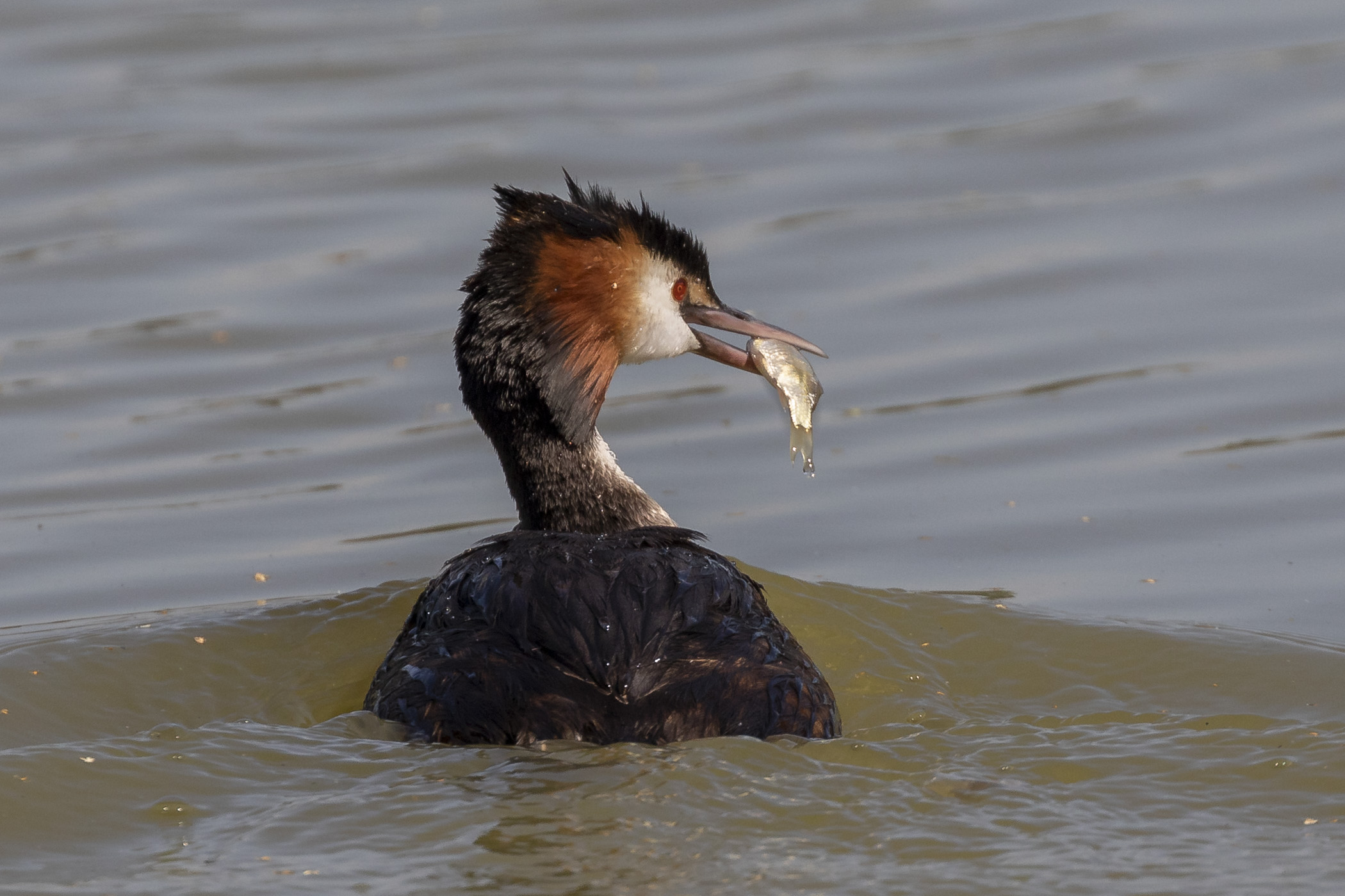 Un pranzetto per lo Svasso Maggiore
