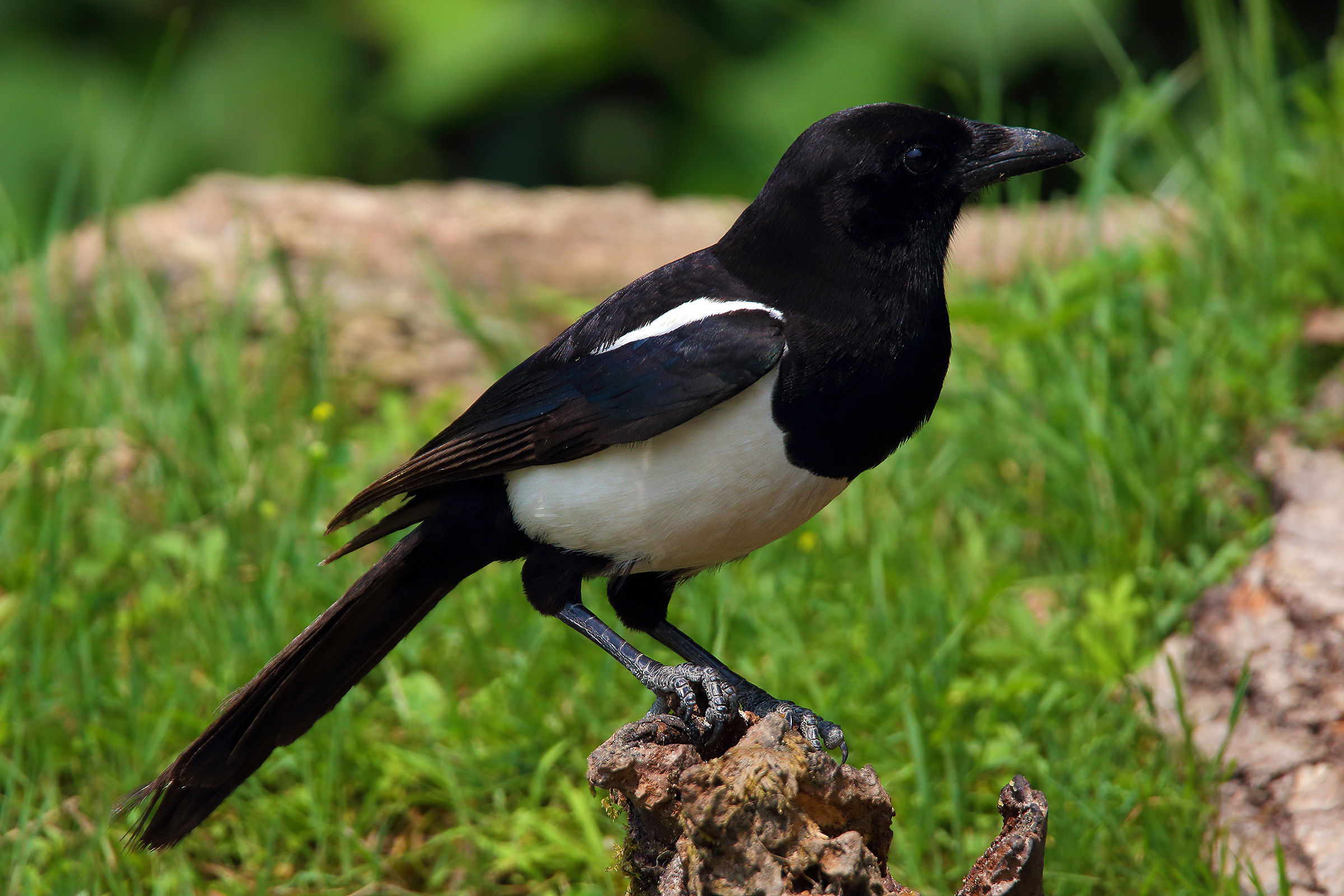 Thief Magpie
