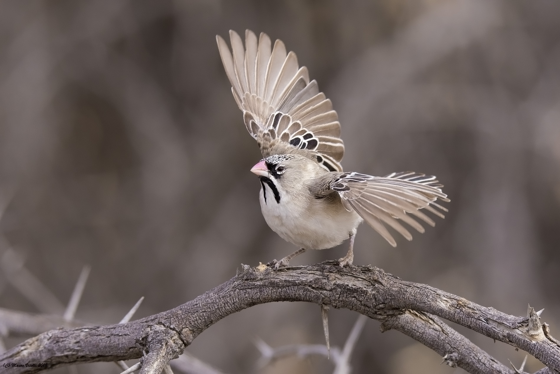 Dance Wedding (Scaly-feathered Finch) Kalahari