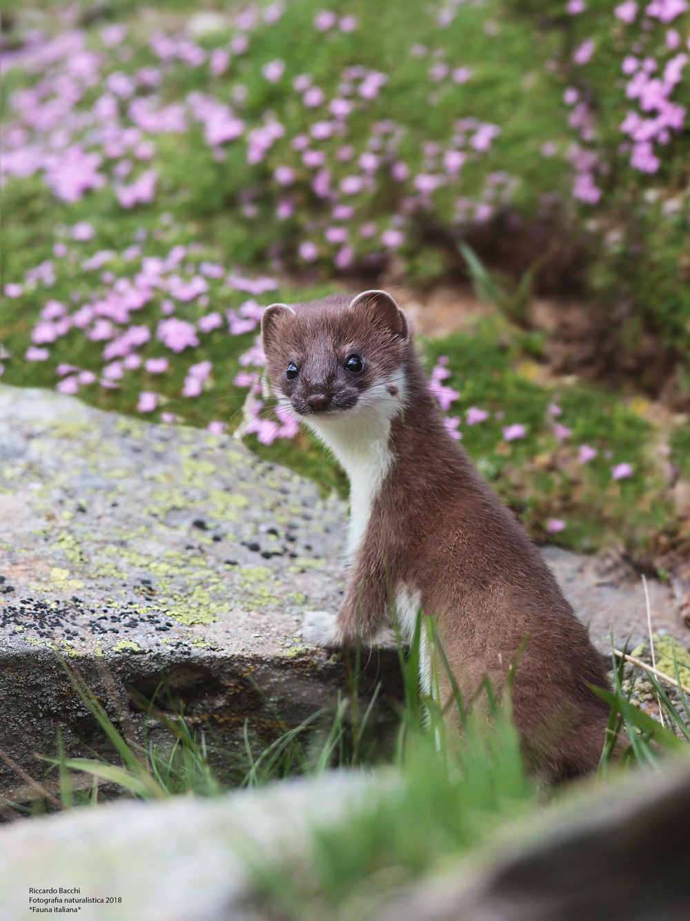 Ermellino cucciolo, abito estivo