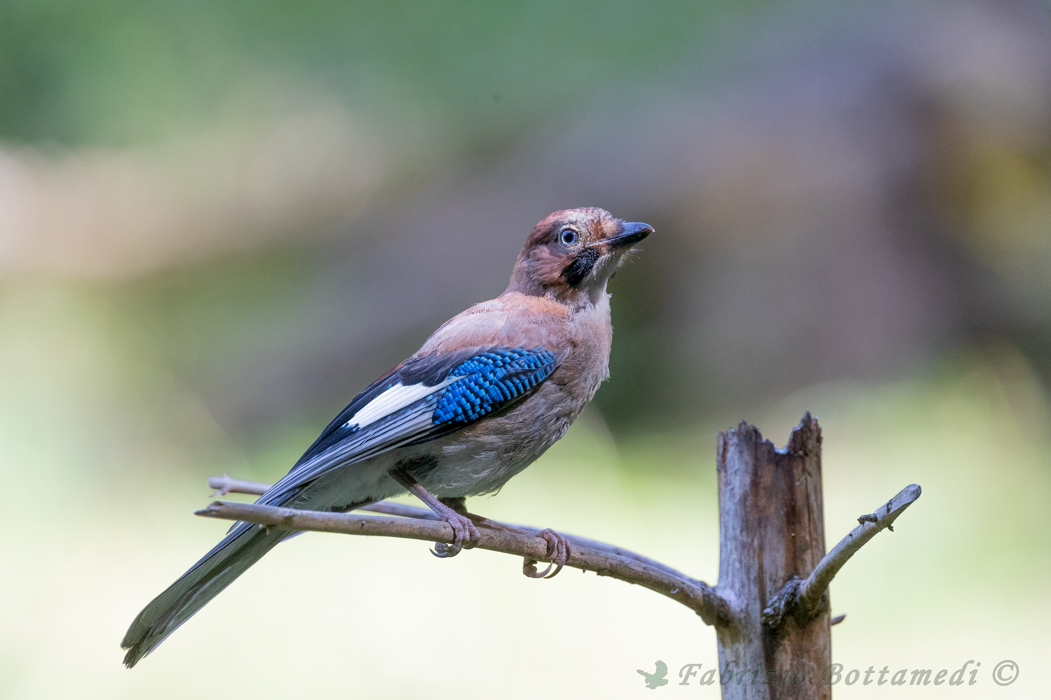 Quando la luce aiuta il fotografo. Ghiandaia