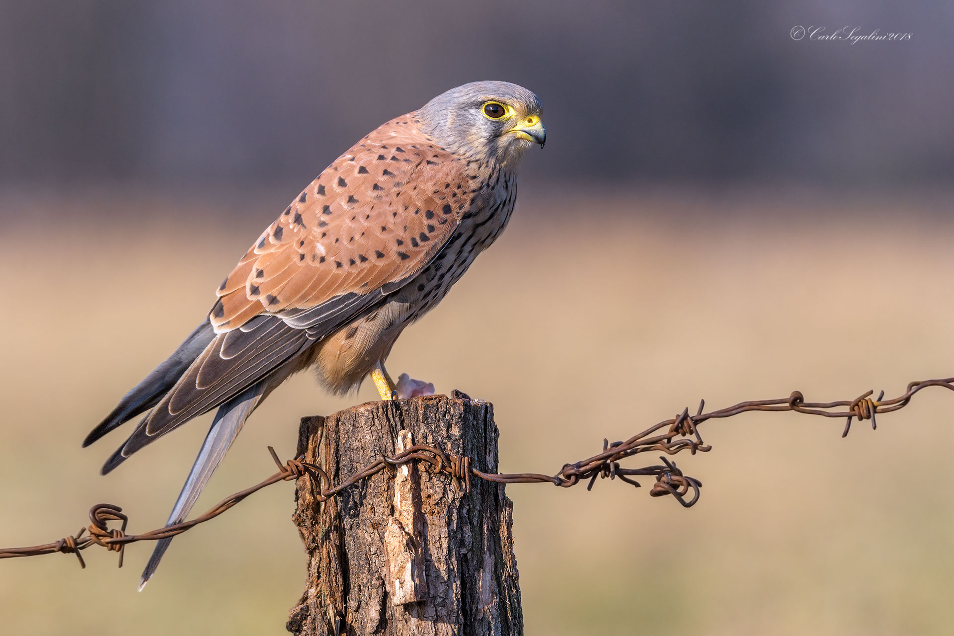 Male Kestrel