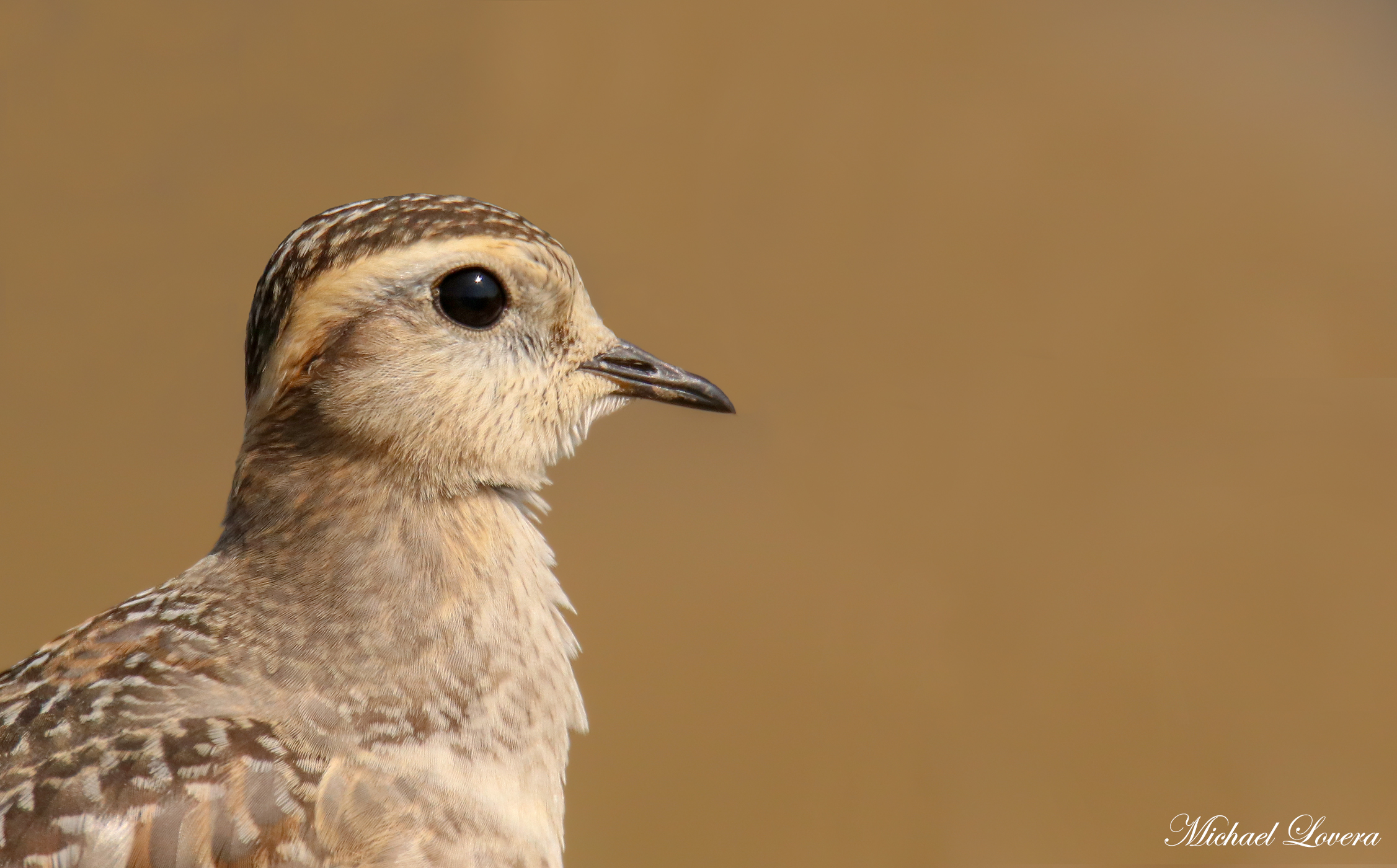Piviere tortolino giovane...