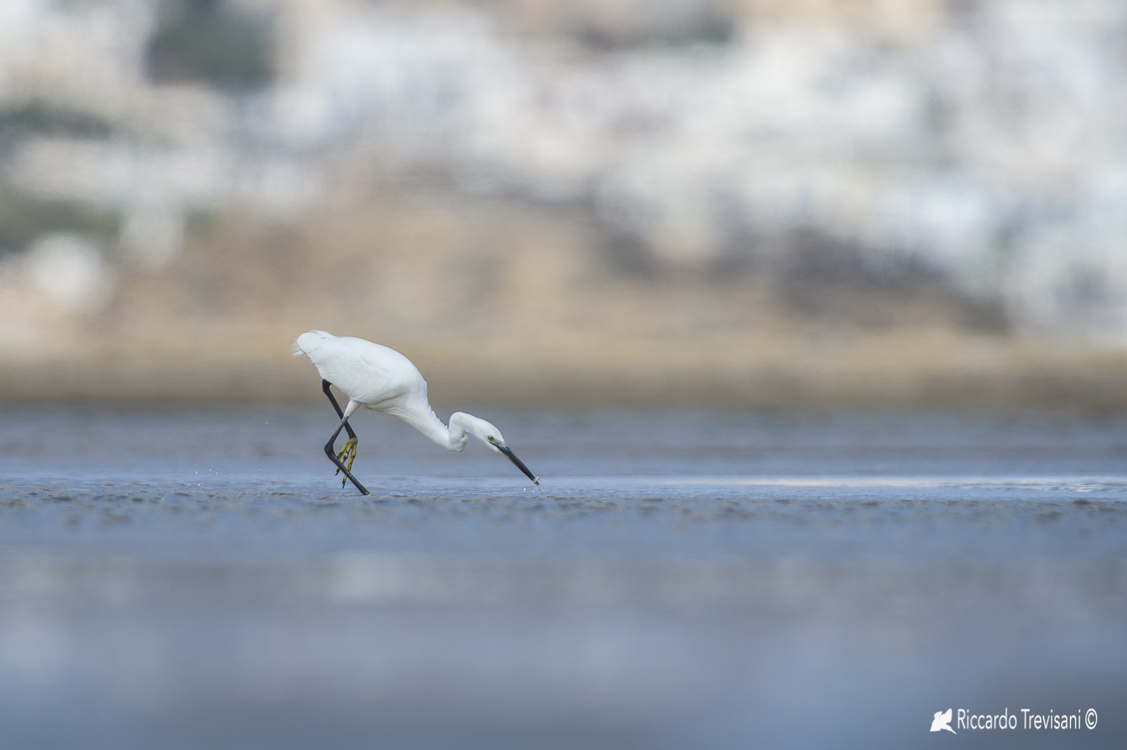 little egret