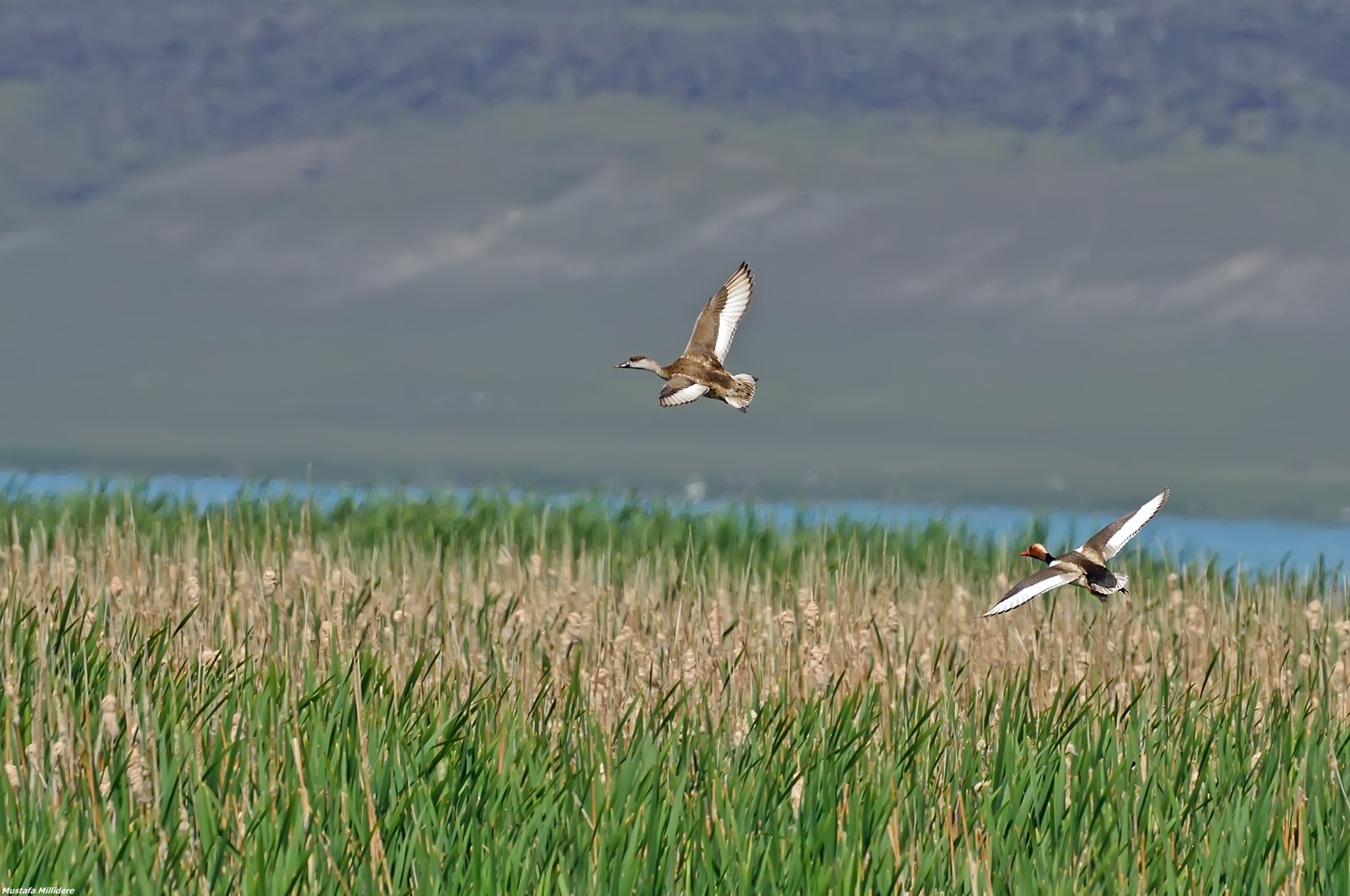 Red-Crested fistione...