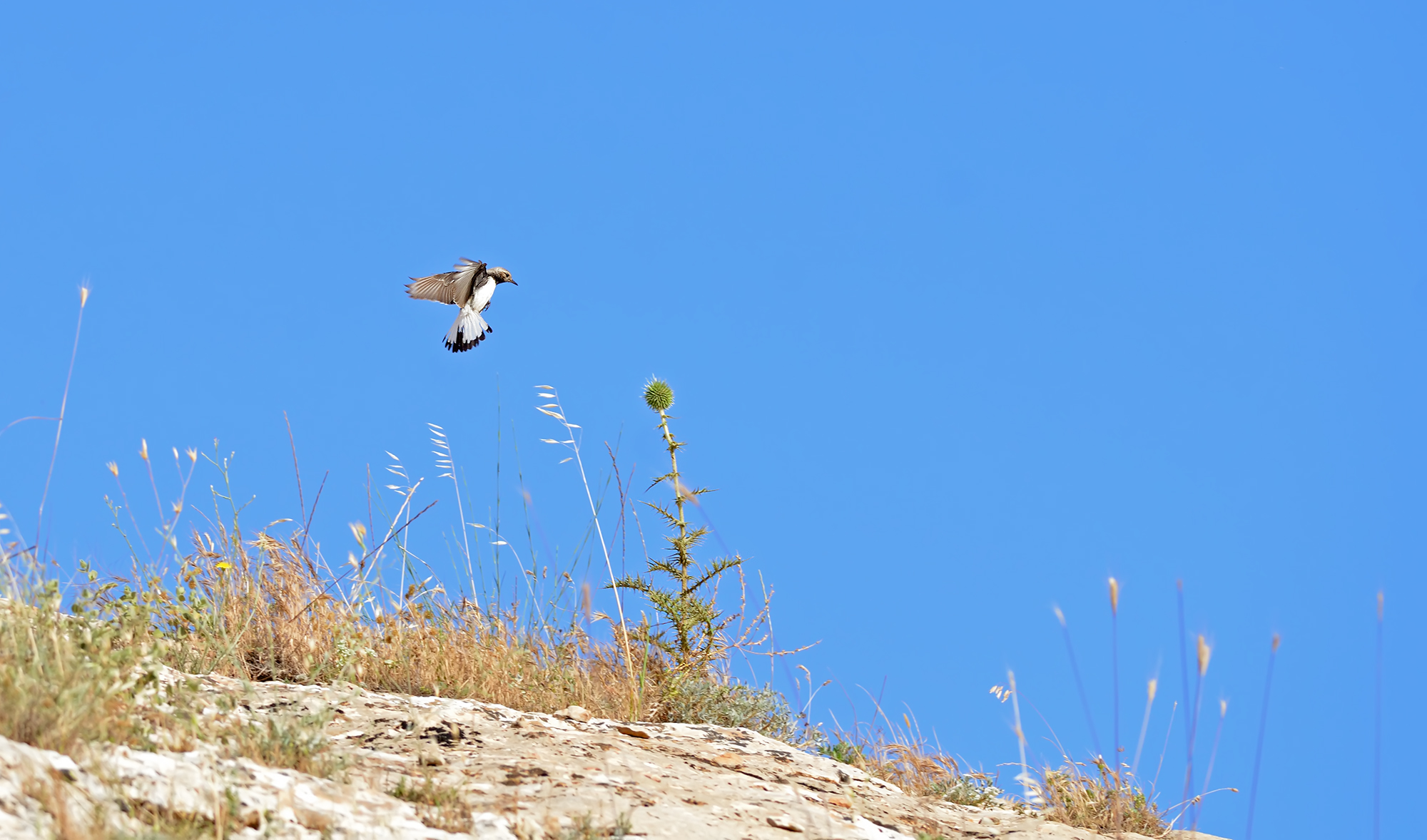 Nord del frumento...