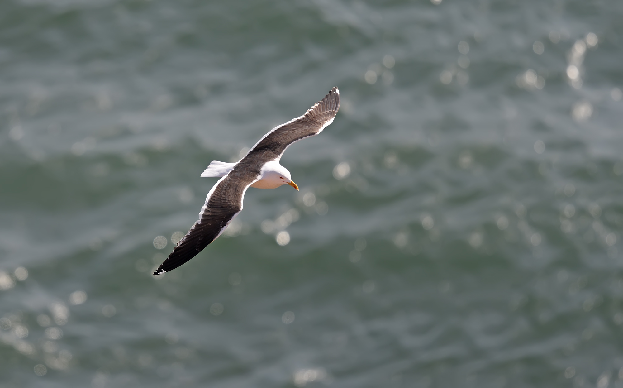 Gull nero-backed minore...