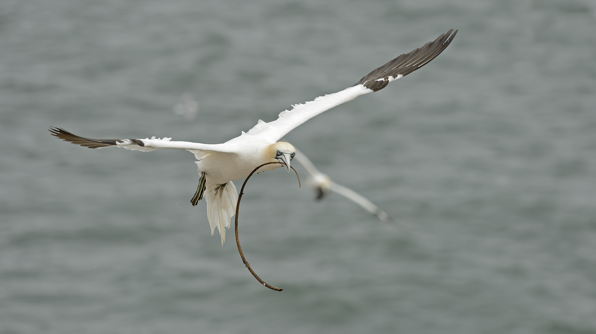 Gannet settentrionale...