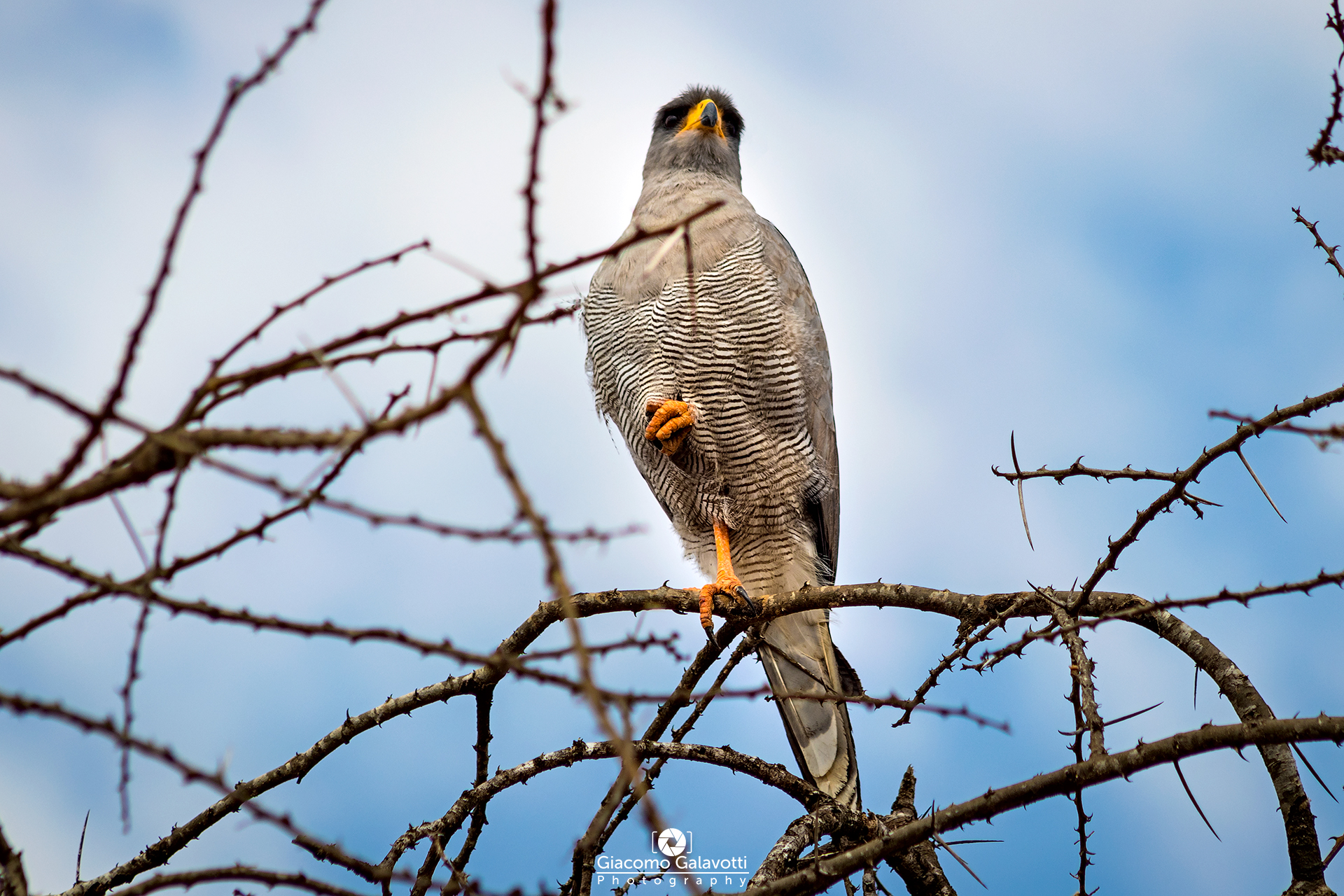African Harrier-Hawk