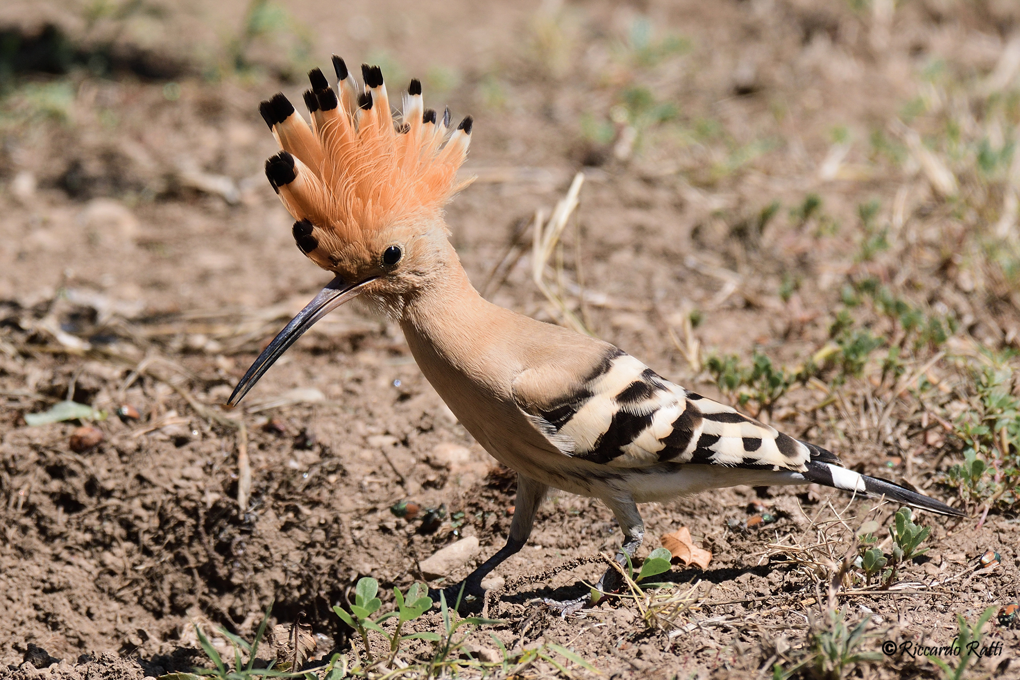 Hoopoe at Zero Km