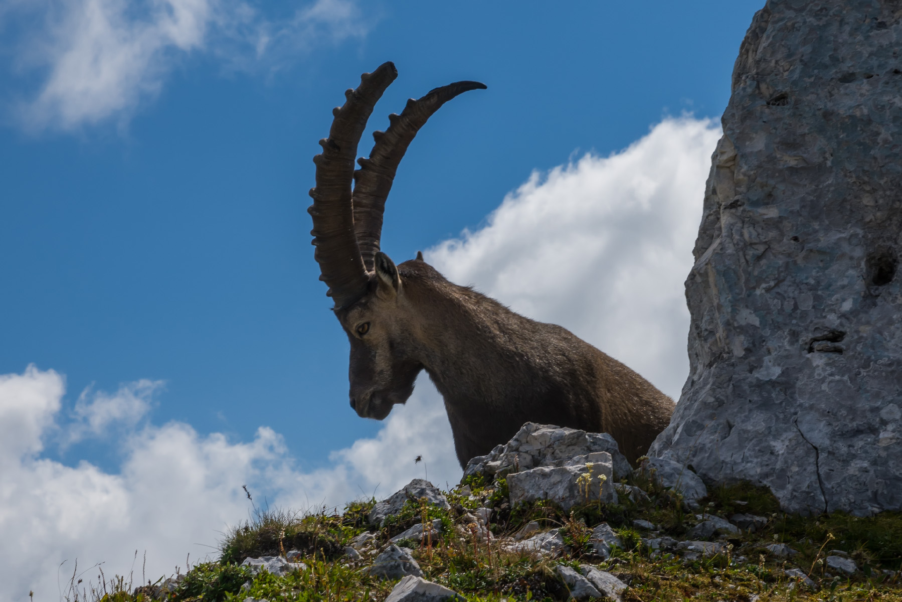 Ibex in Relax-Julian Alps