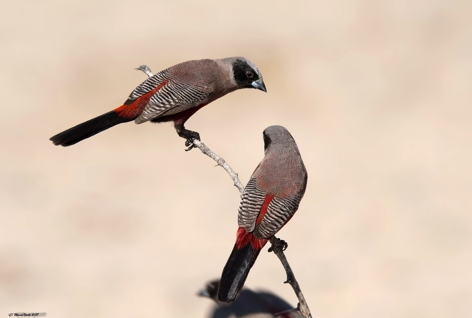 Black-faced Waxbill (Estrilda Erythronotos) Kalahari