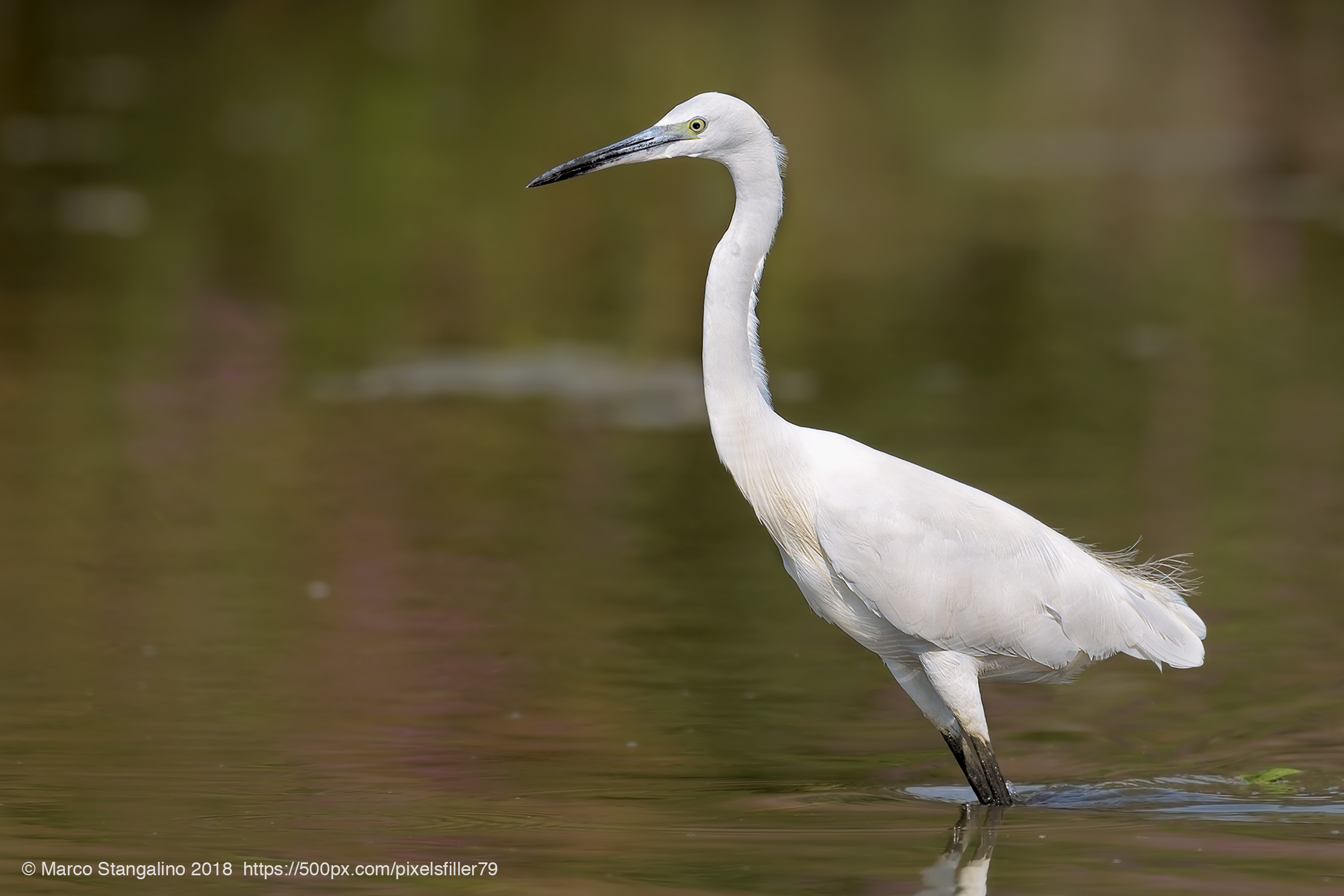 Little Egret on Water