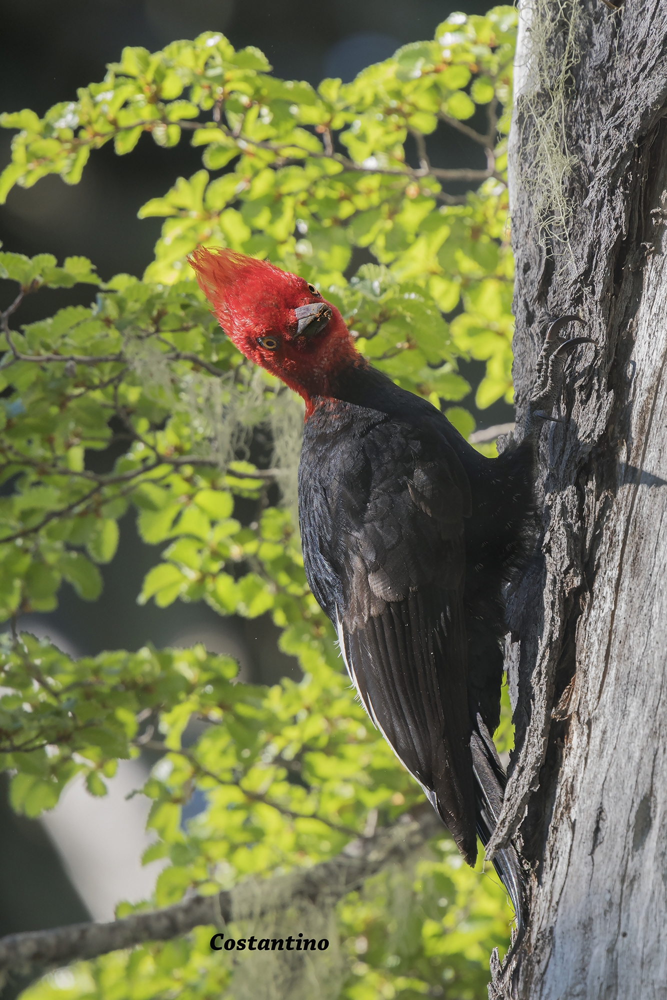 Carpintero Negro (Campephilus magellanicus)