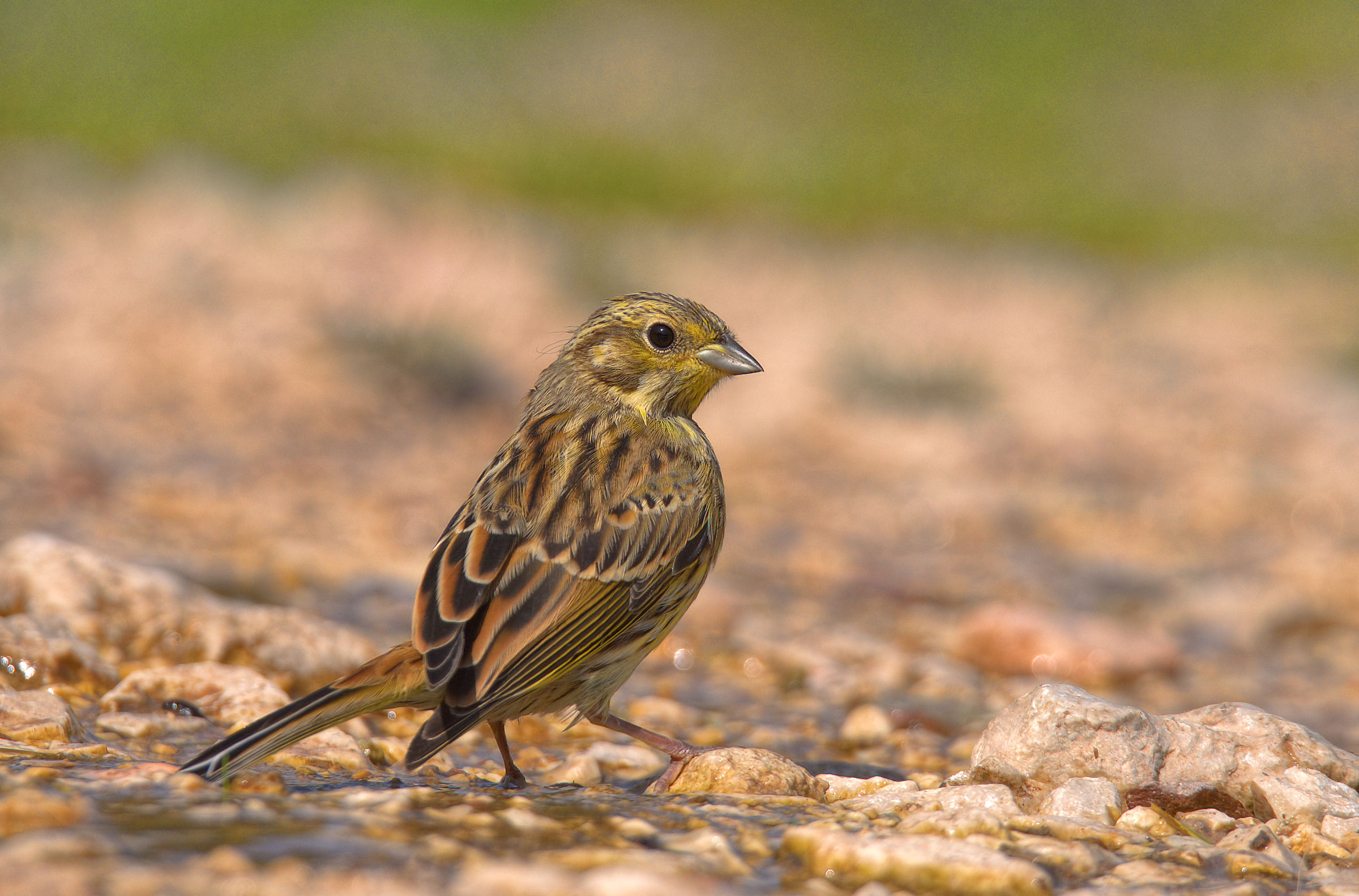 Yellowhammer