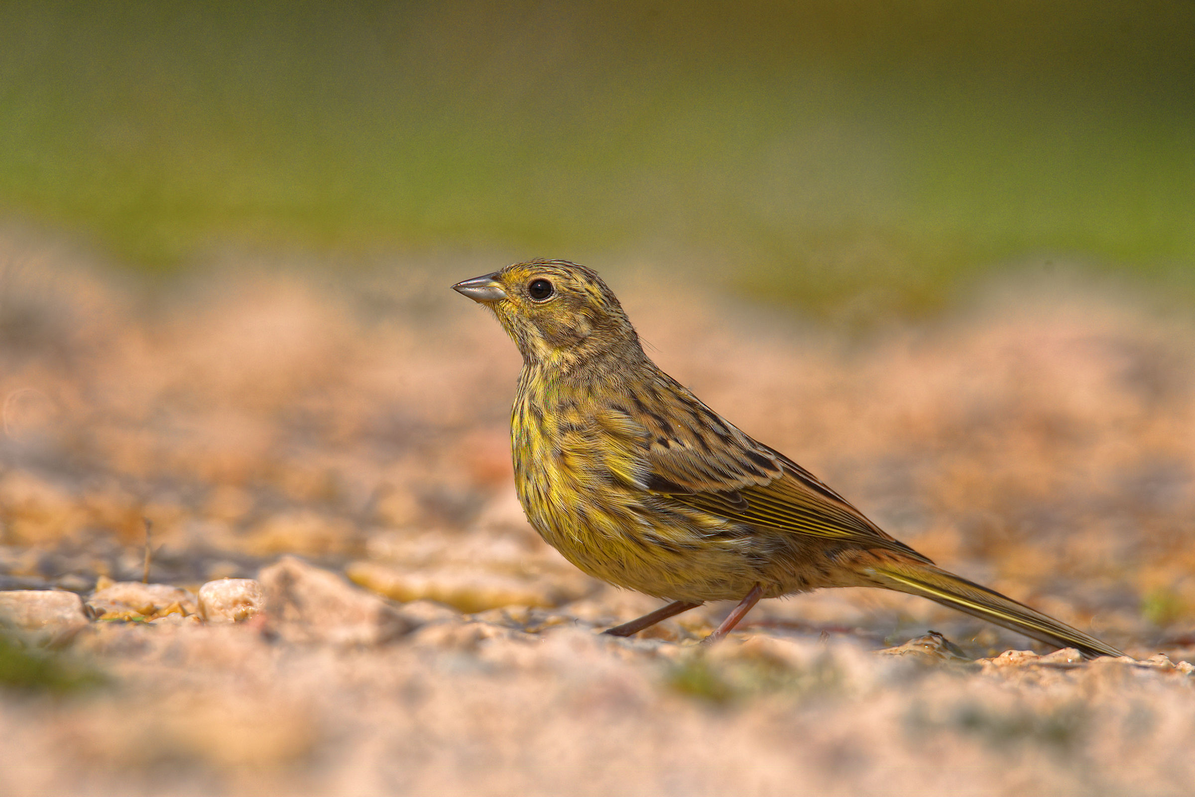 Yellowhammer