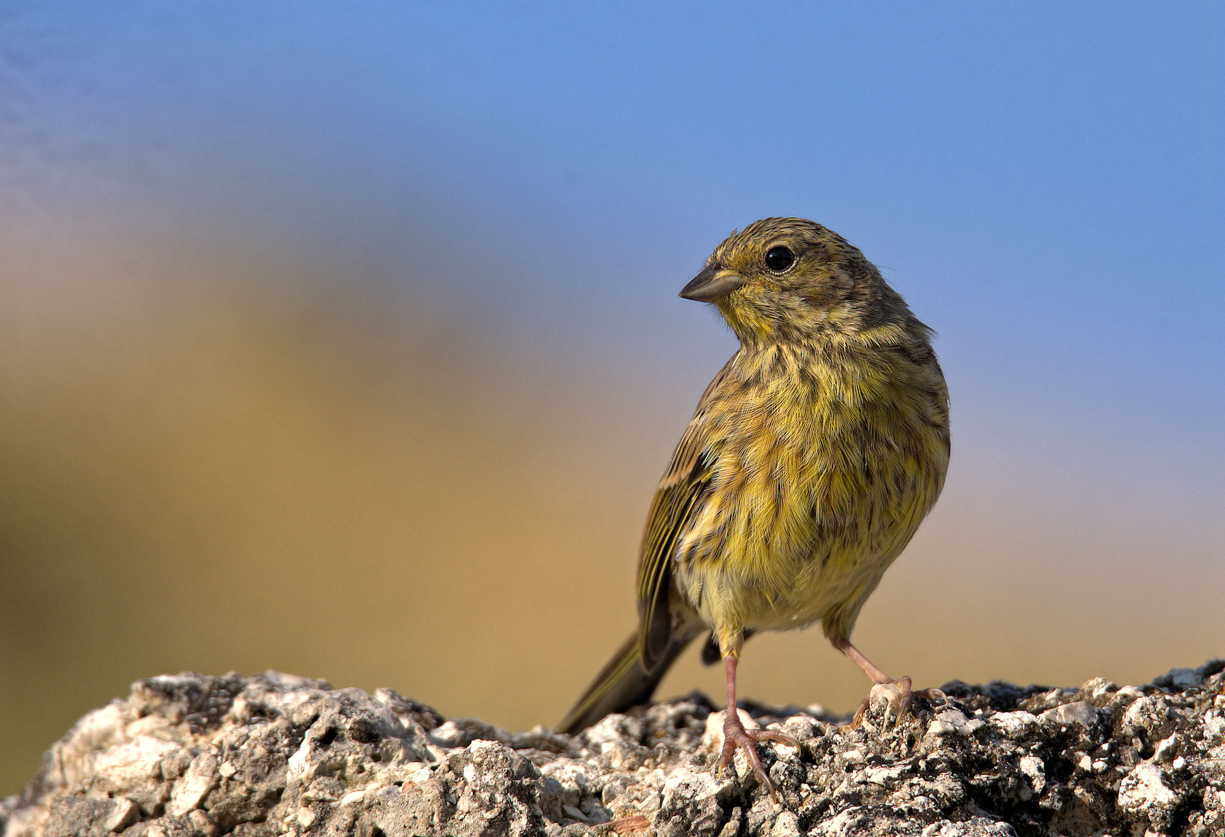 Yellowhammer