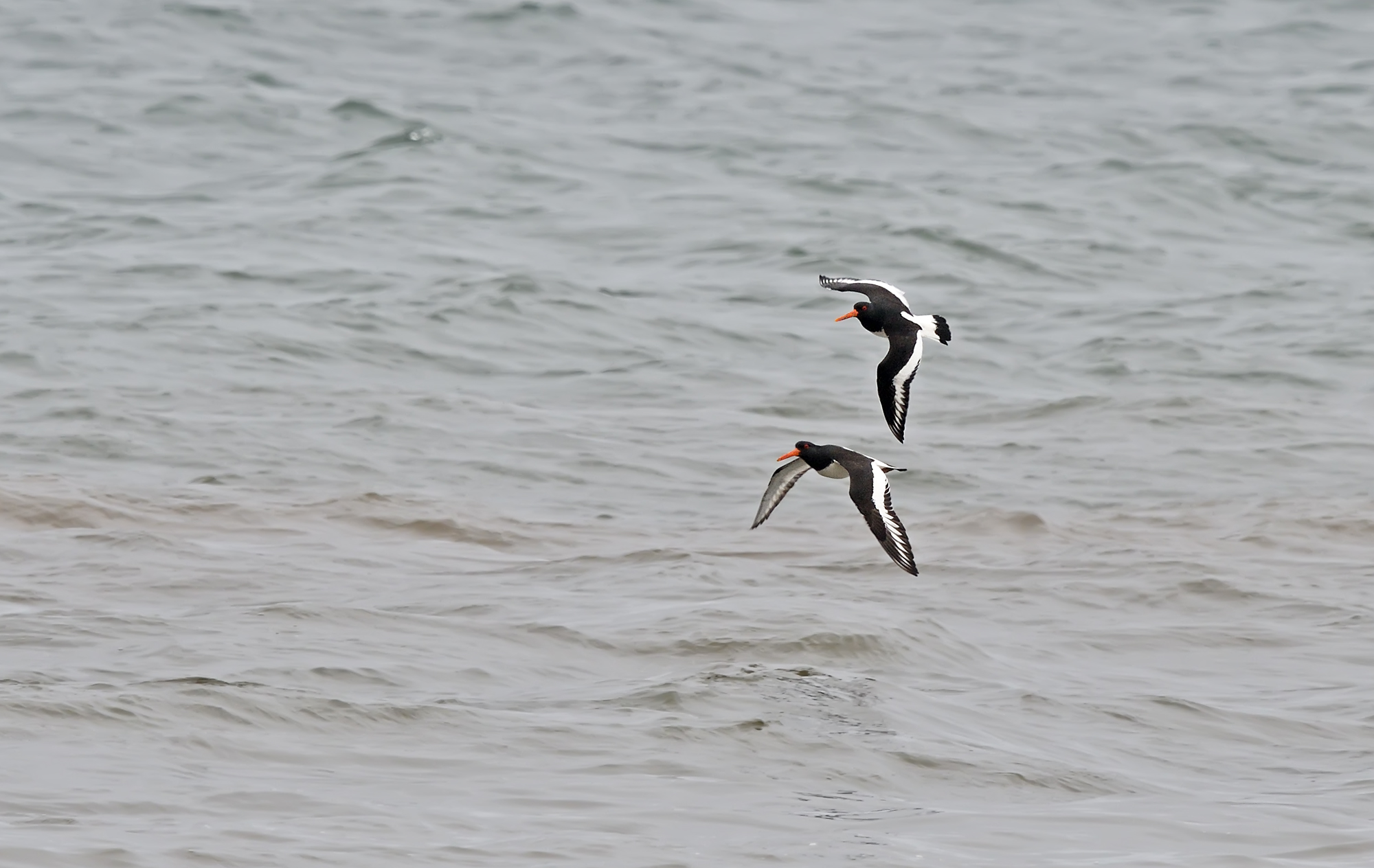 Eurasian beccaccia...