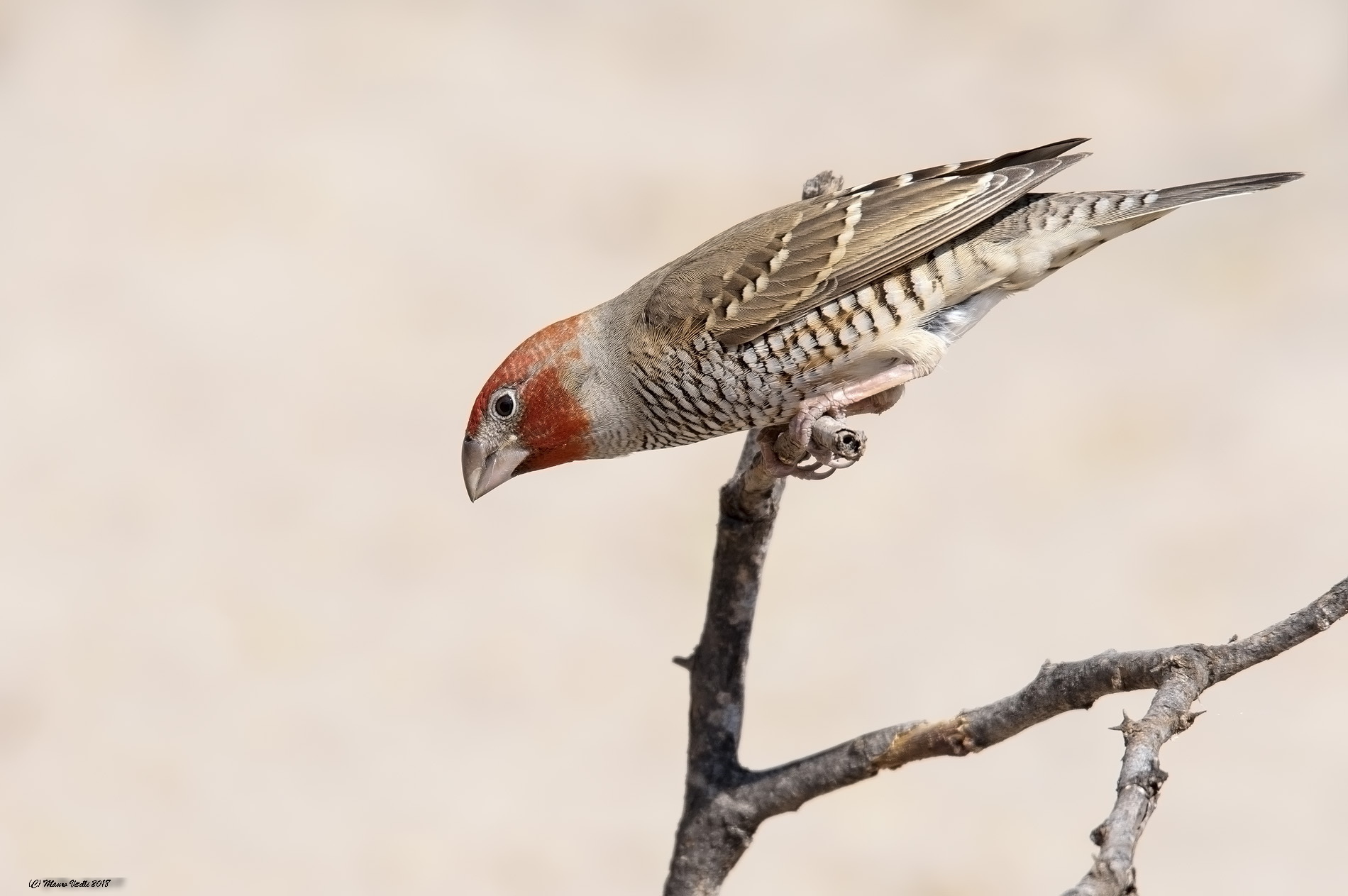 Scaly-feathered Finch (Sporopipes squamifrons) Kalahari