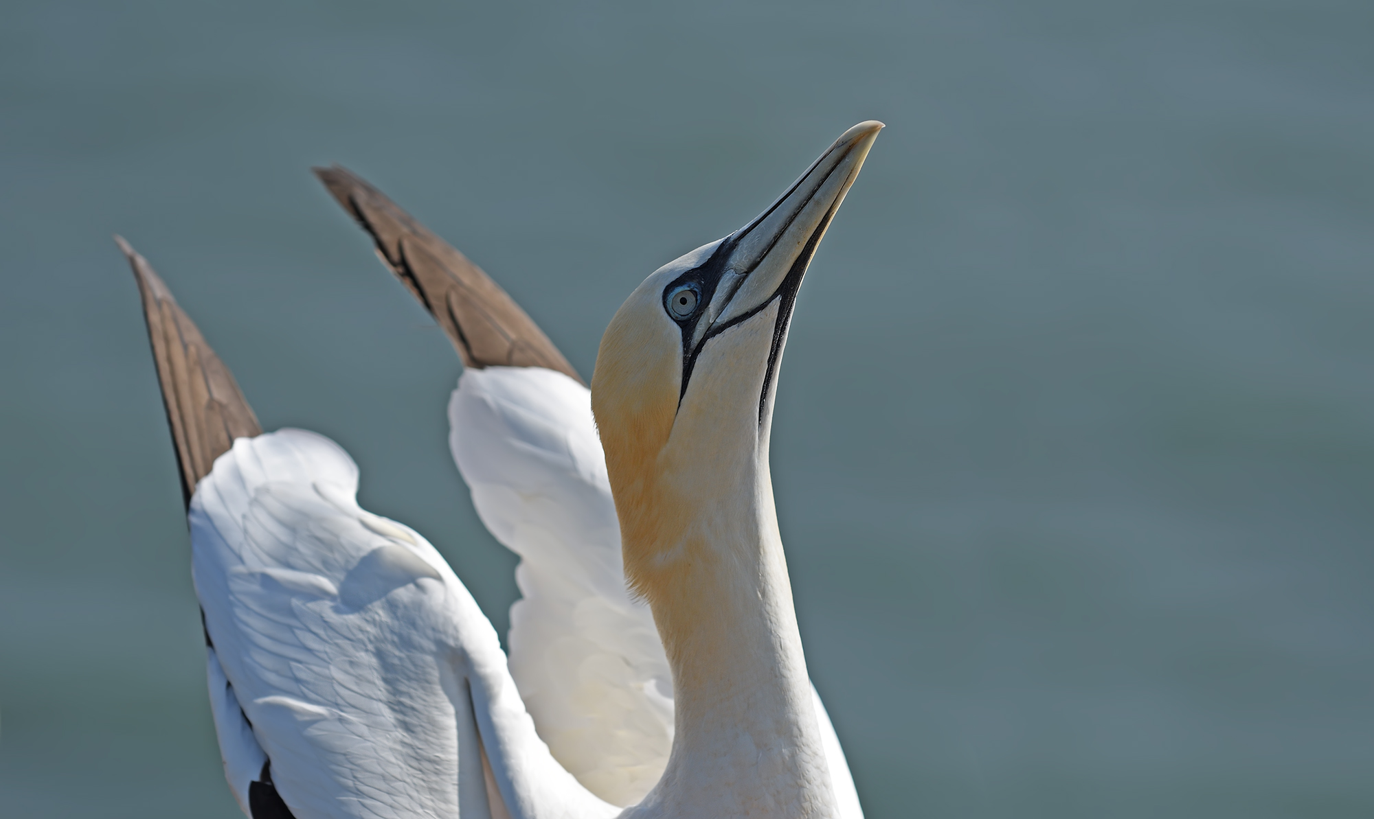 Gannet settentrionale...