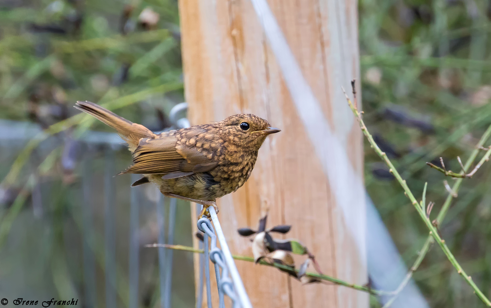 Wandering around Aviemore