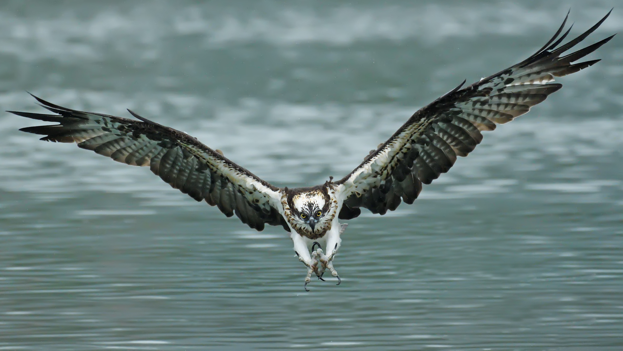 Osprey Dive ...