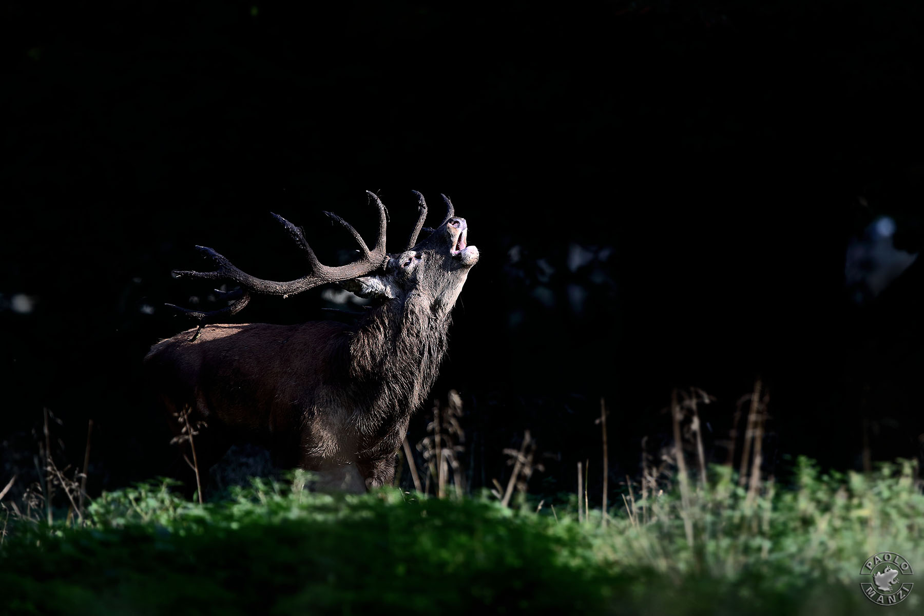 The dark side of rutting season